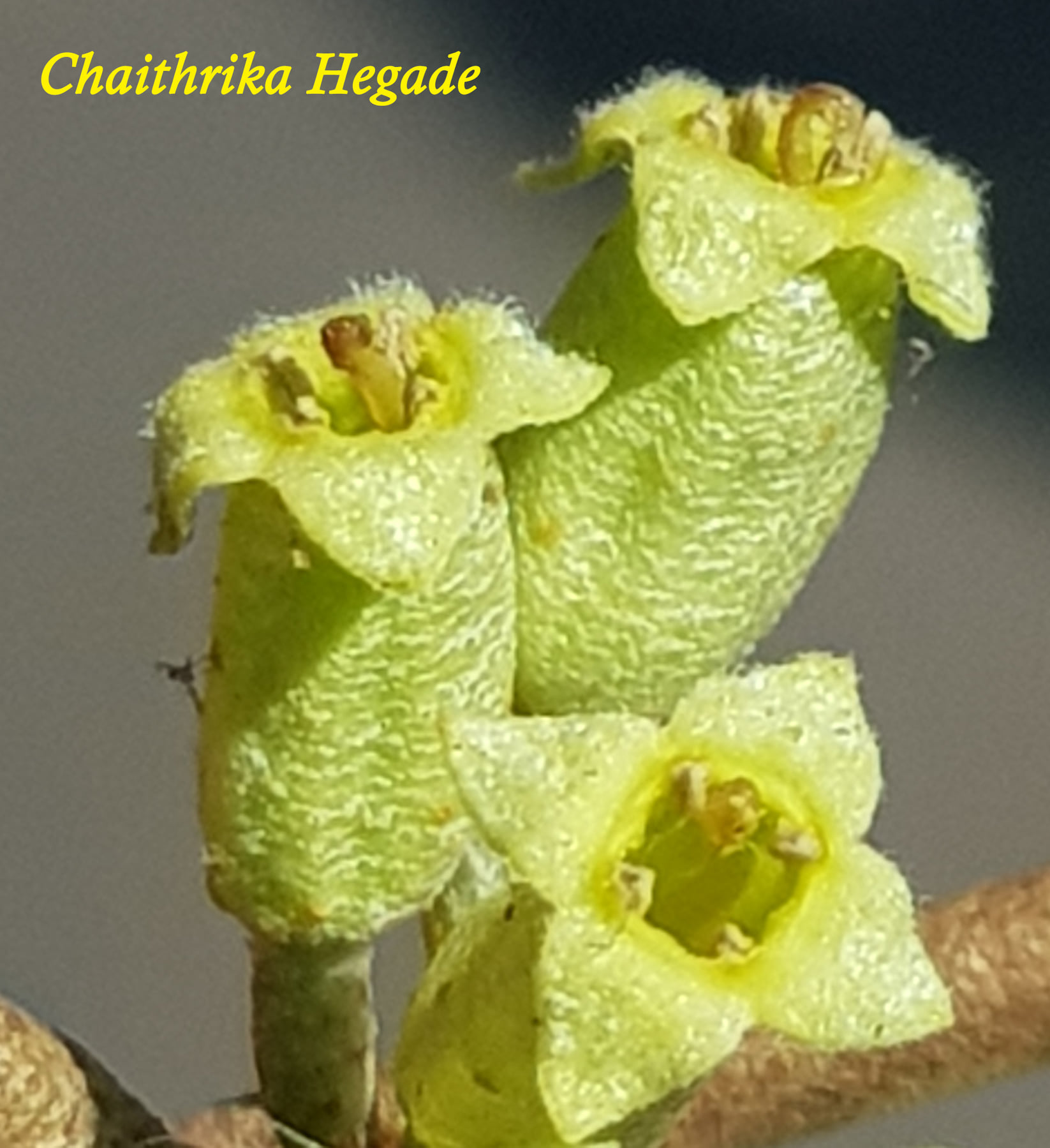 Elaeagnusconferta