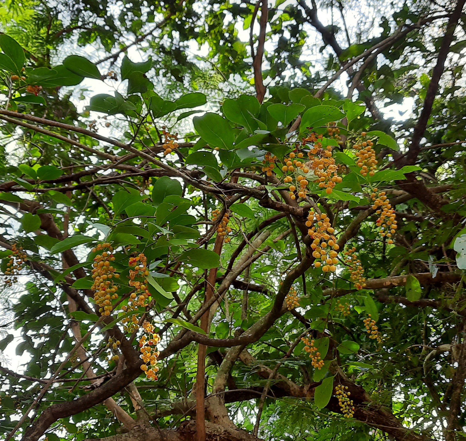 Celastruspaniculatus