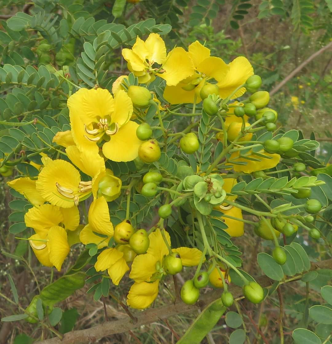 Senna auriculata