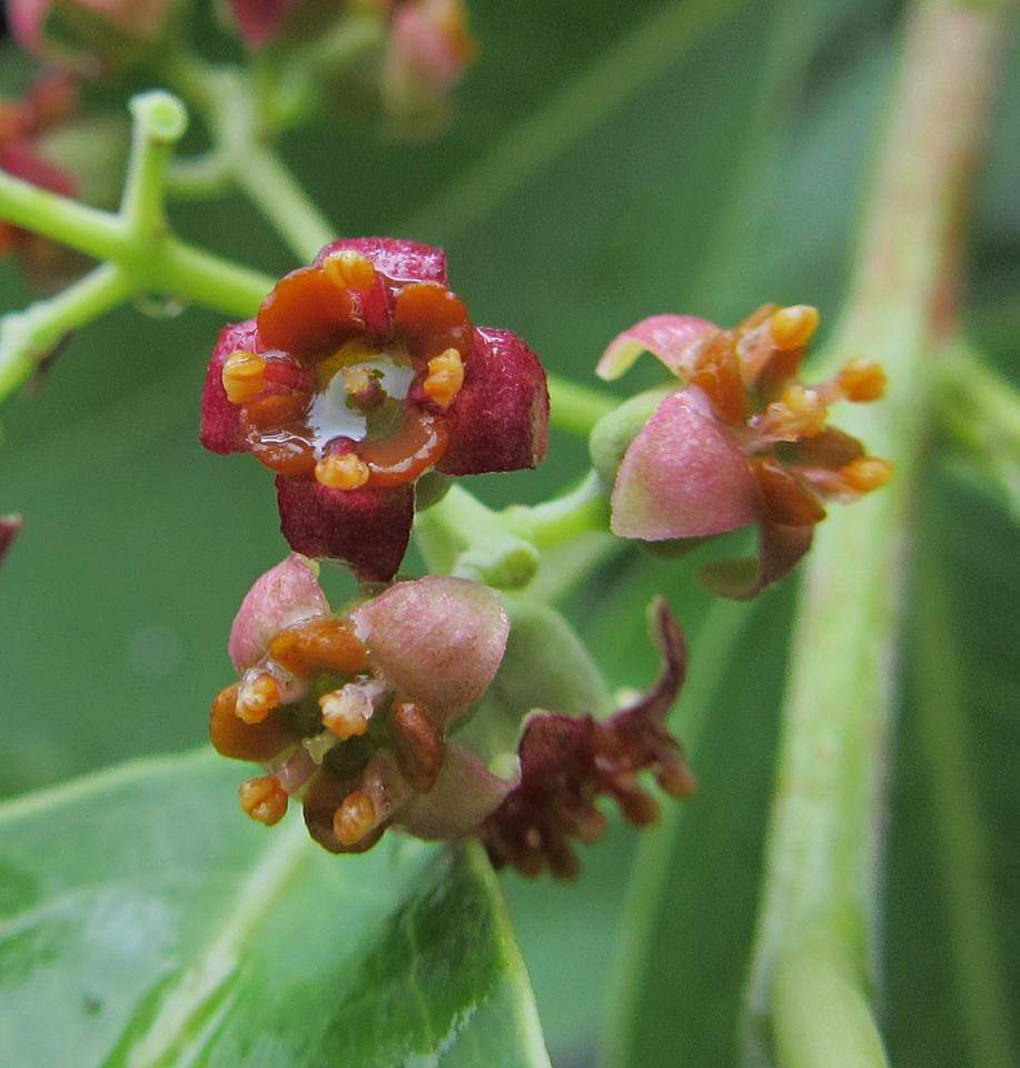 Santalum album