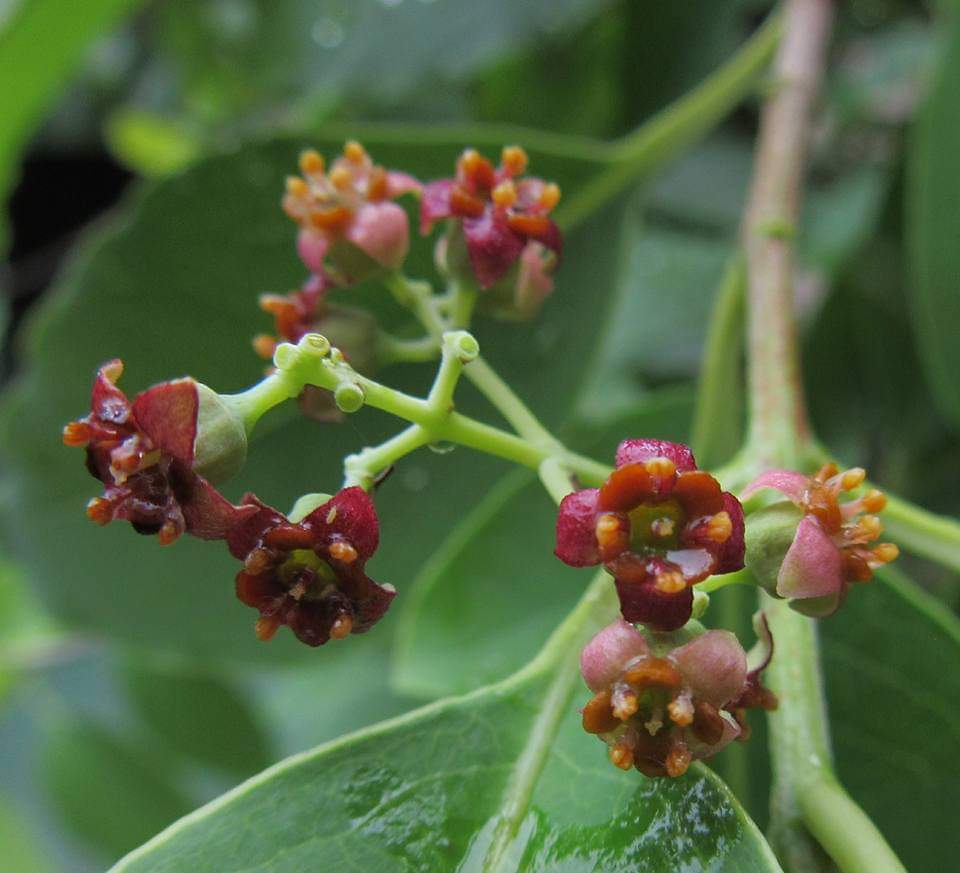 Santalum album