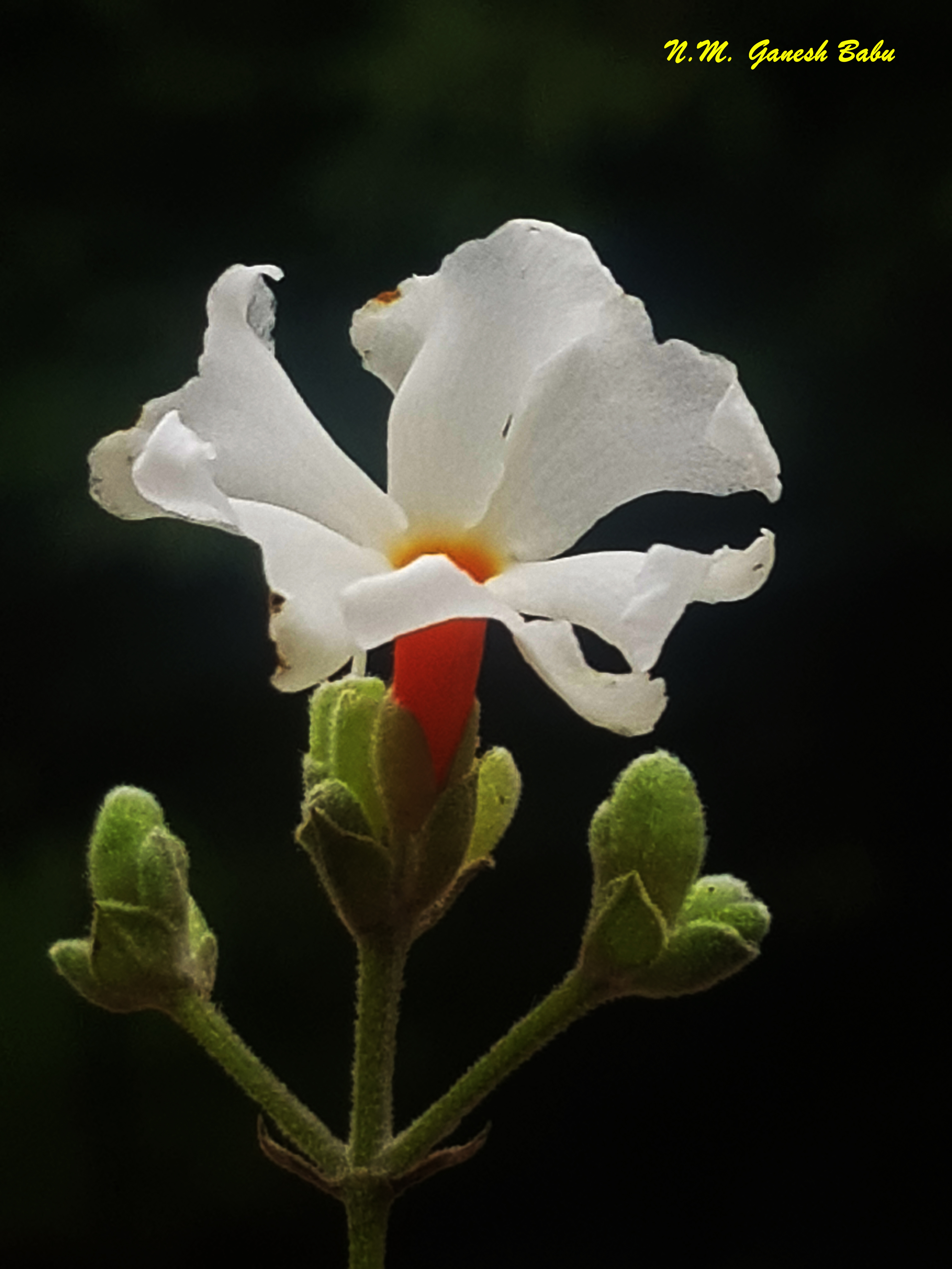 Nyctanthes arbor-tristis