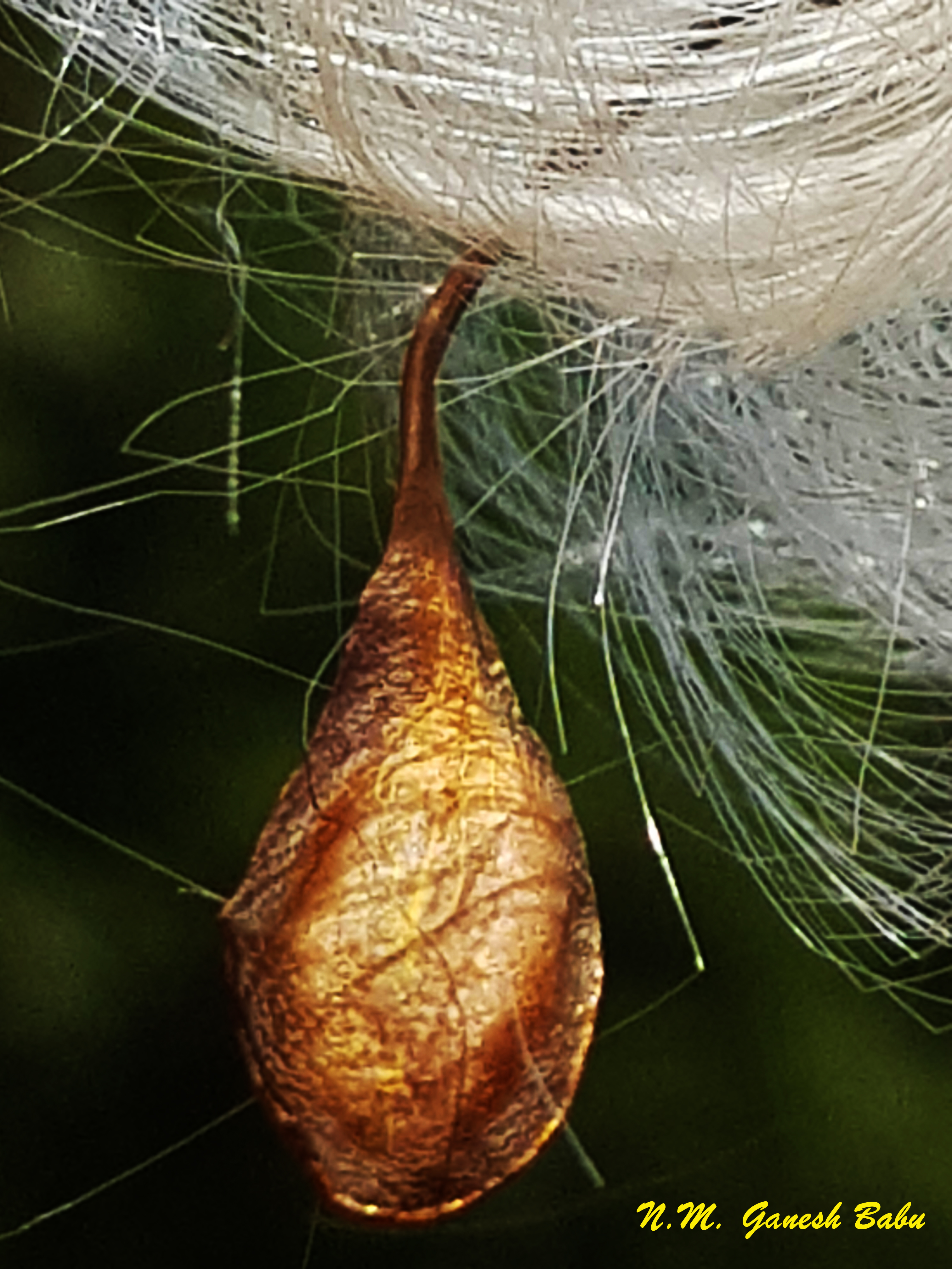 Chonemorphafragrans