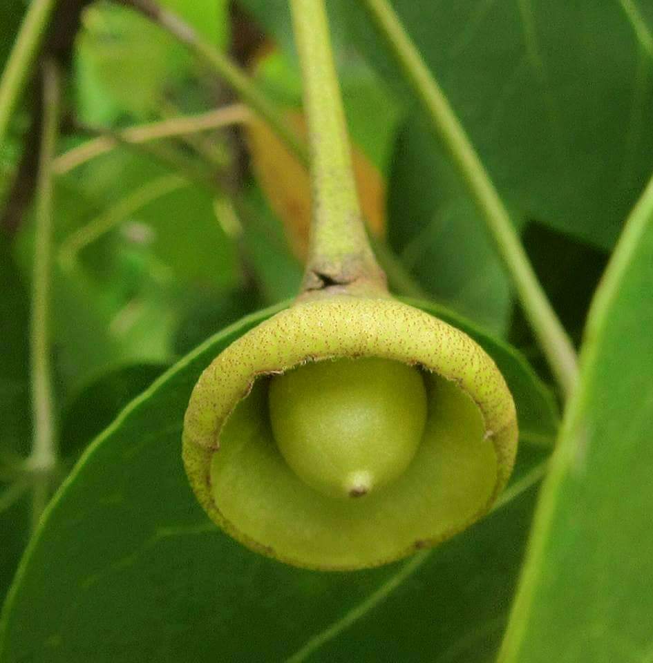 Thespesia populnea