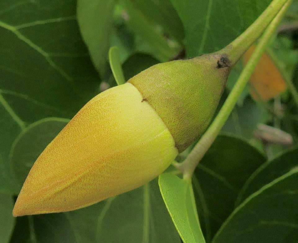 Thespesia populnea