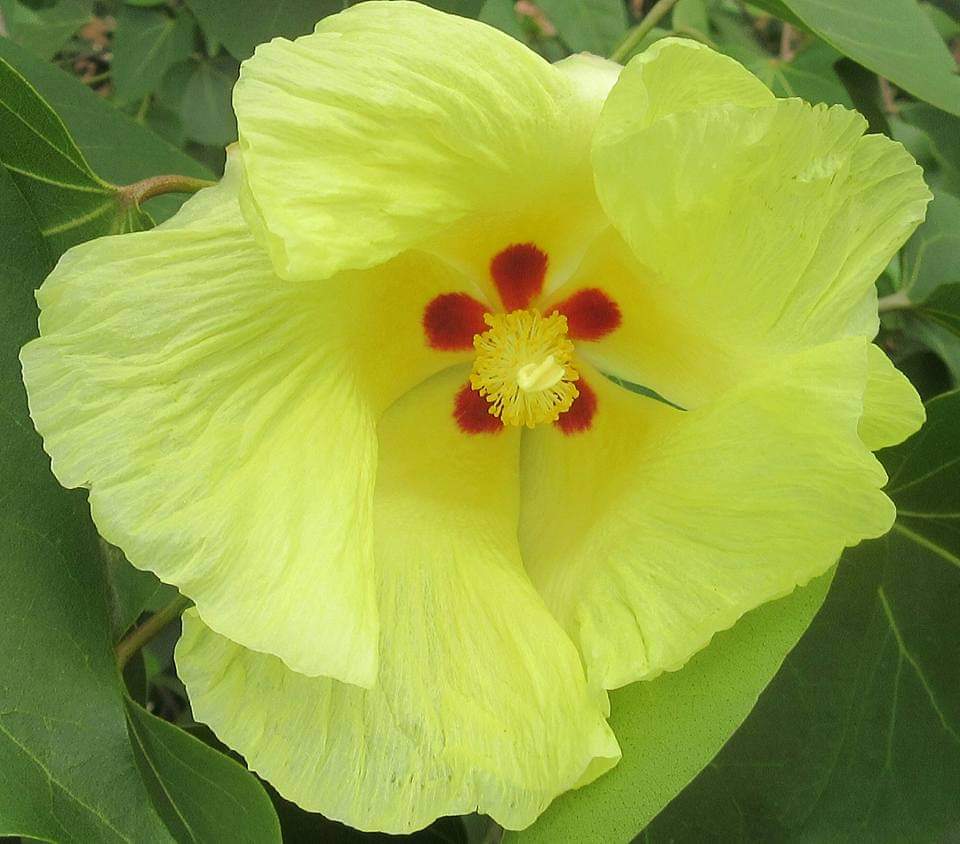 Thespesia populnea