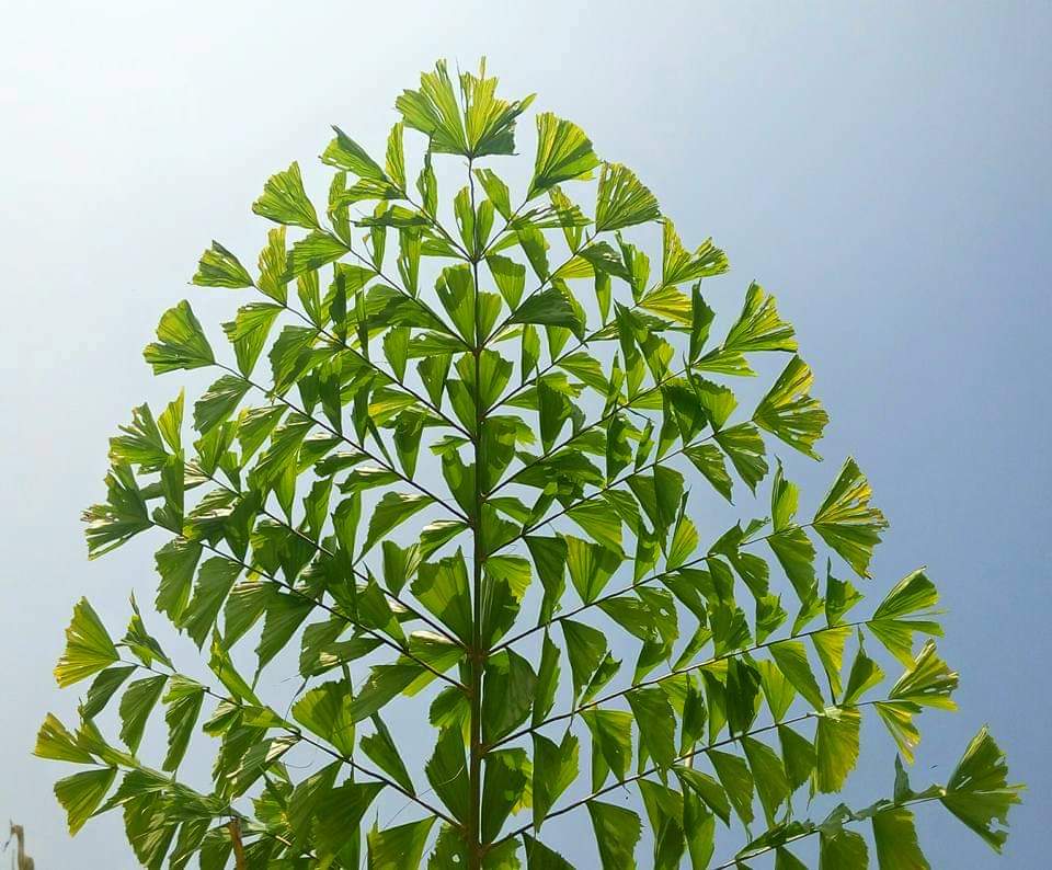 Caryota urens
