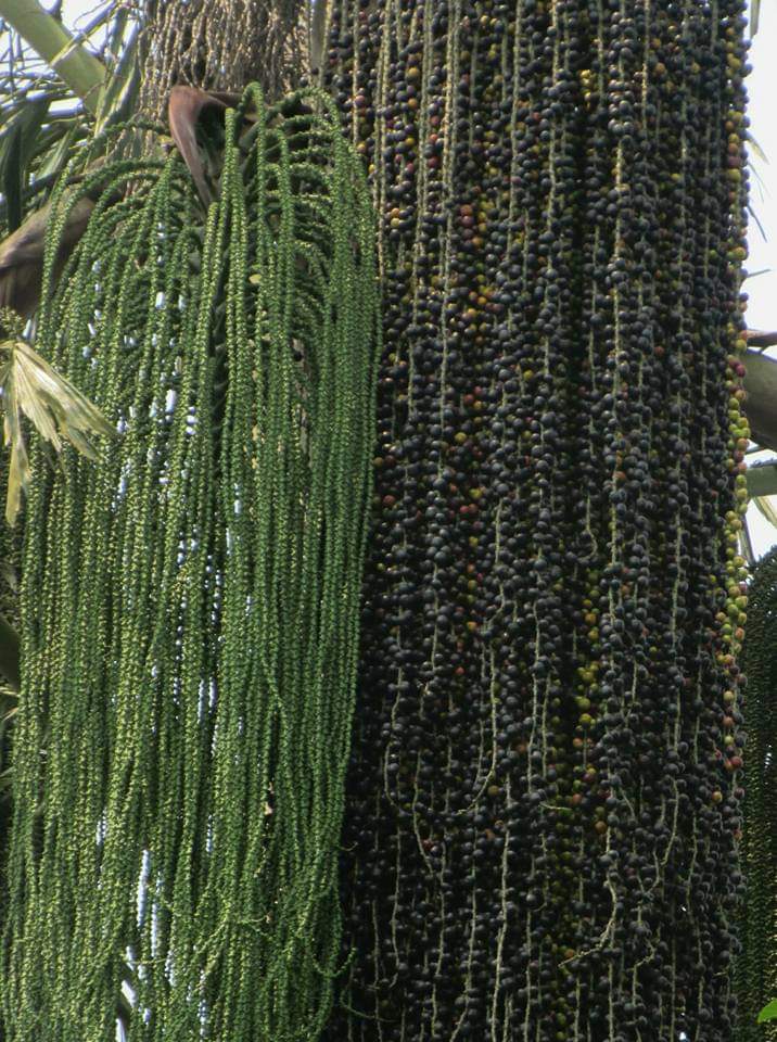 Caryota urens