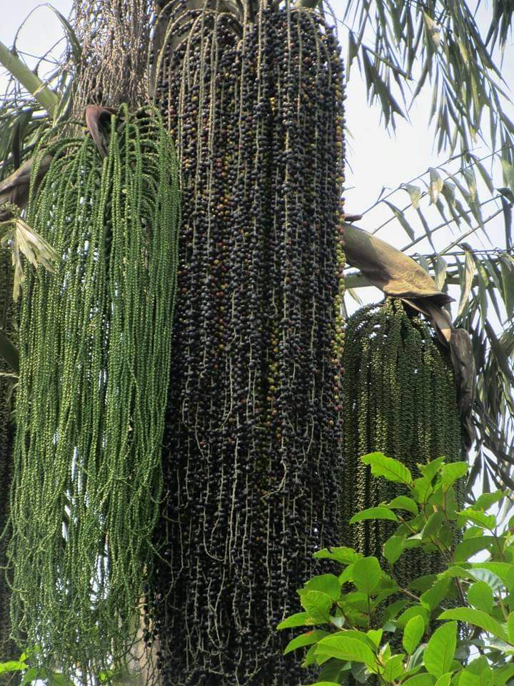 Caryota urens