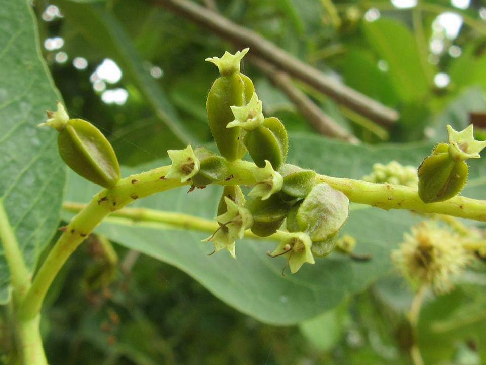 Terminalia arjuna