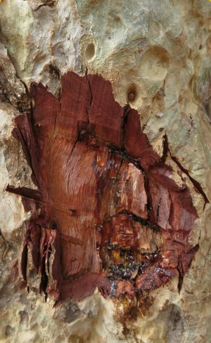 Terminalia arjuna