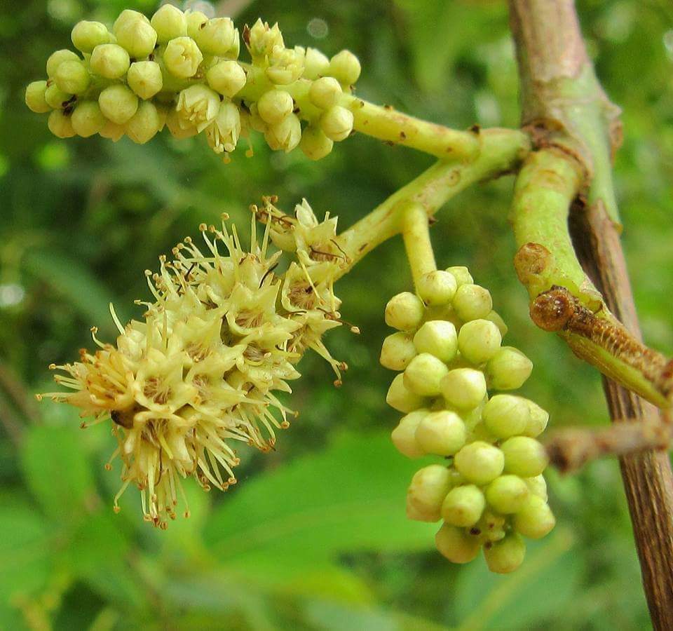 Terminalia arjuna