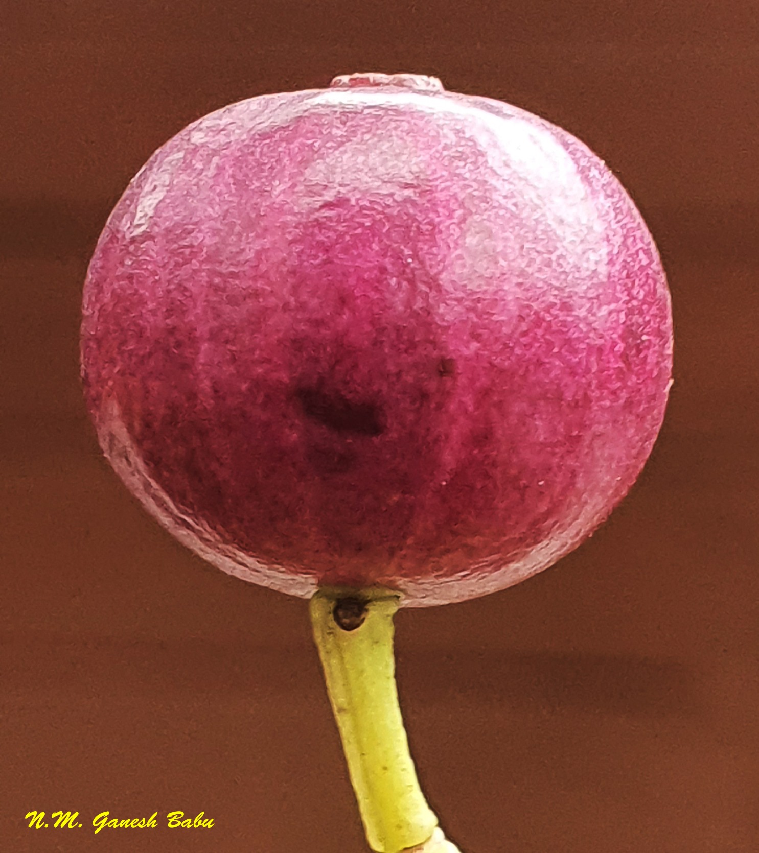 Syzygium caryophyllatum