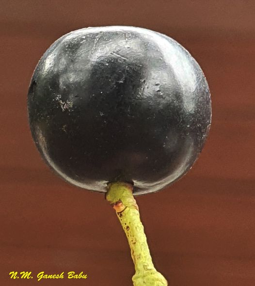 Syzygium caryophyllatum