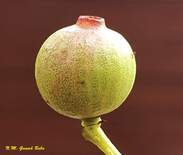 Syzygium caryophyllatum