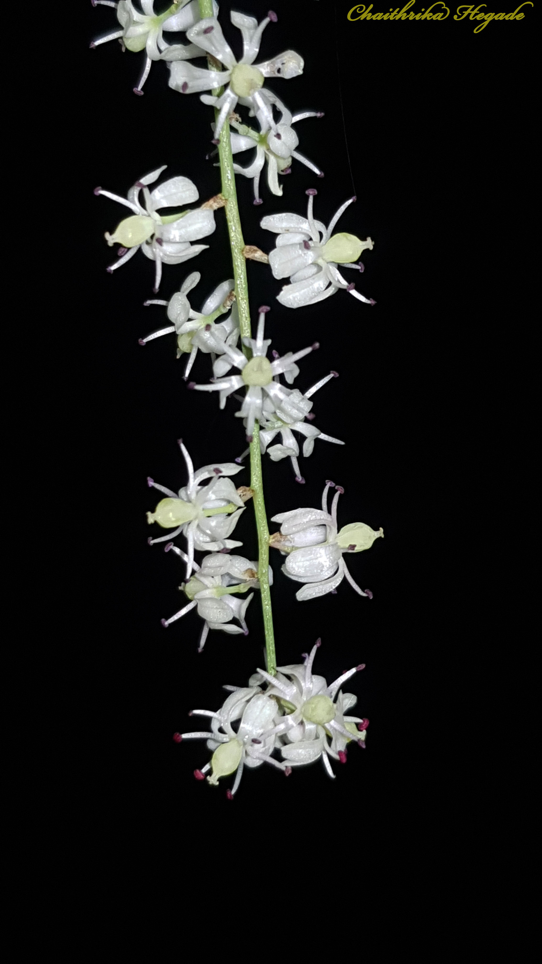 Asparagus racemosus