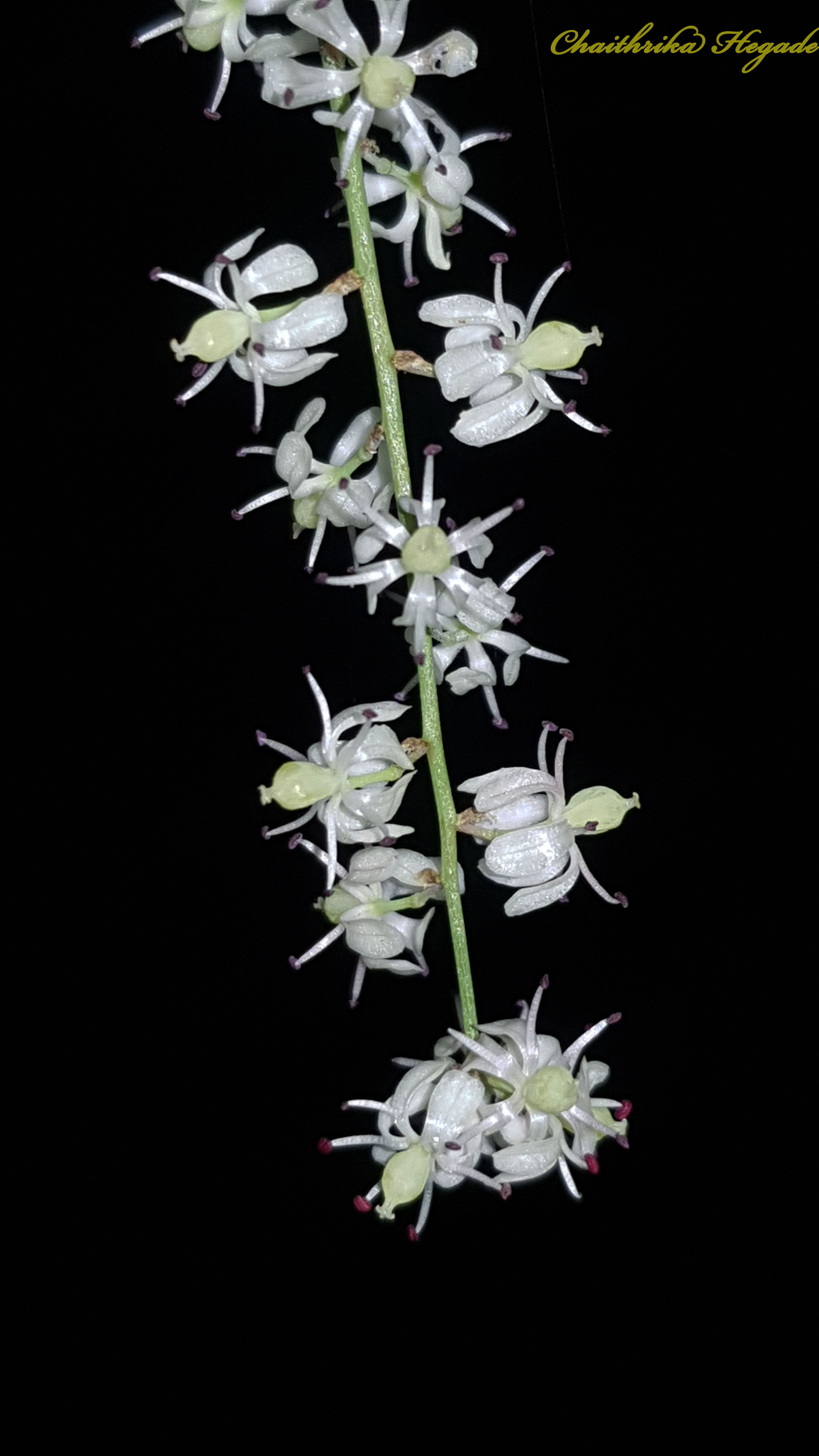 Asparagus racemosus