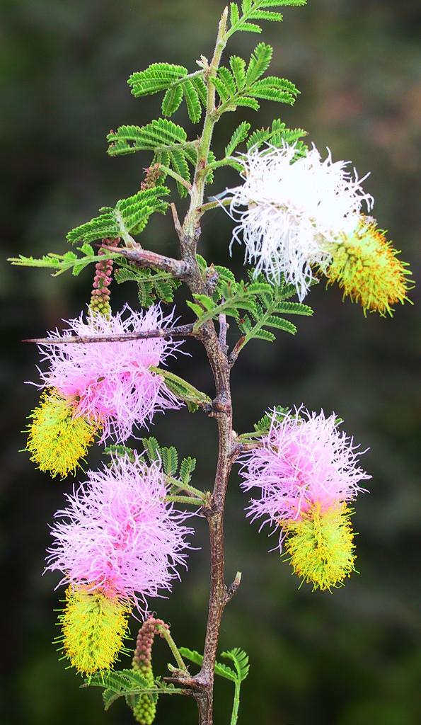 Dichrostachyscinerea