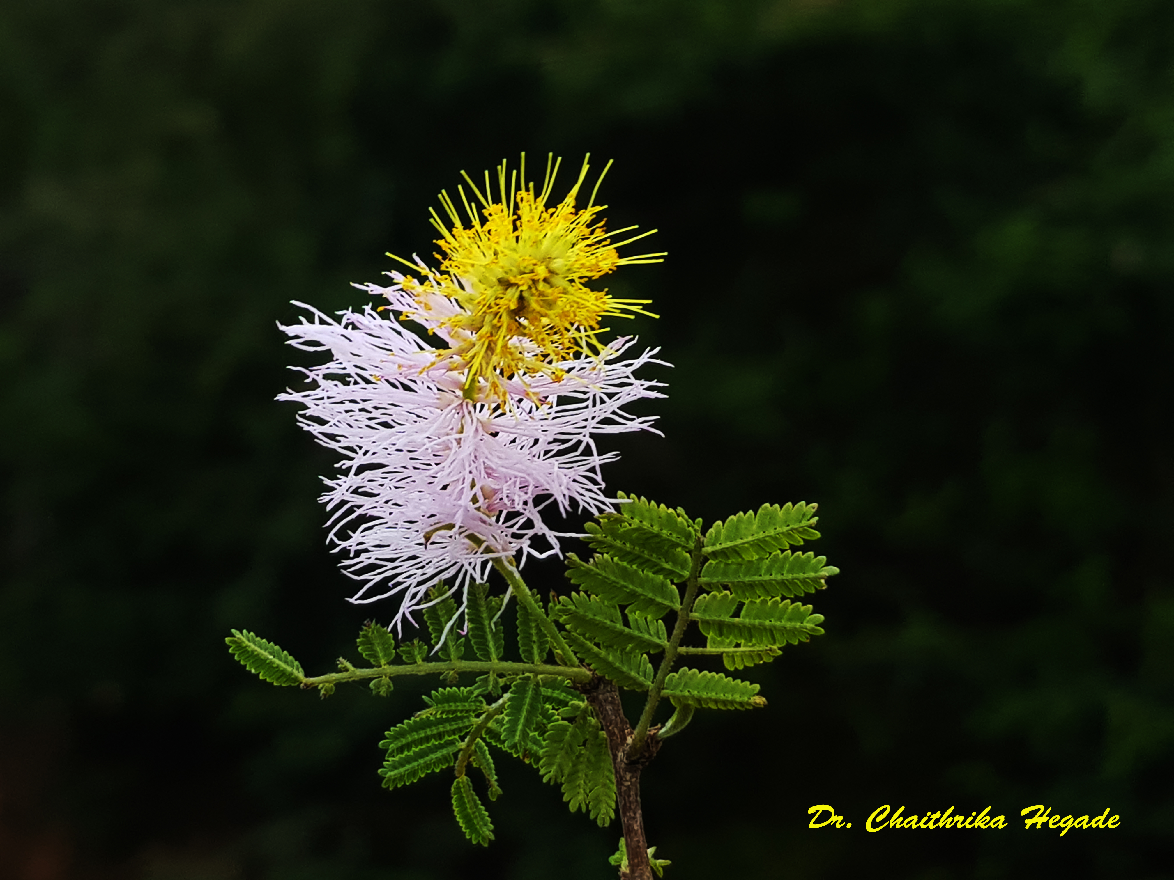 Dichrostachyscinerea