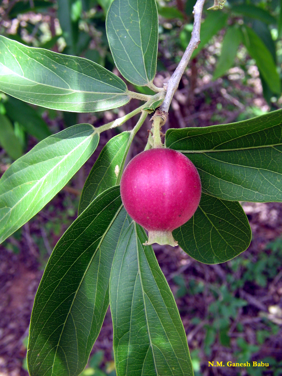 Alangiumsalvifolium