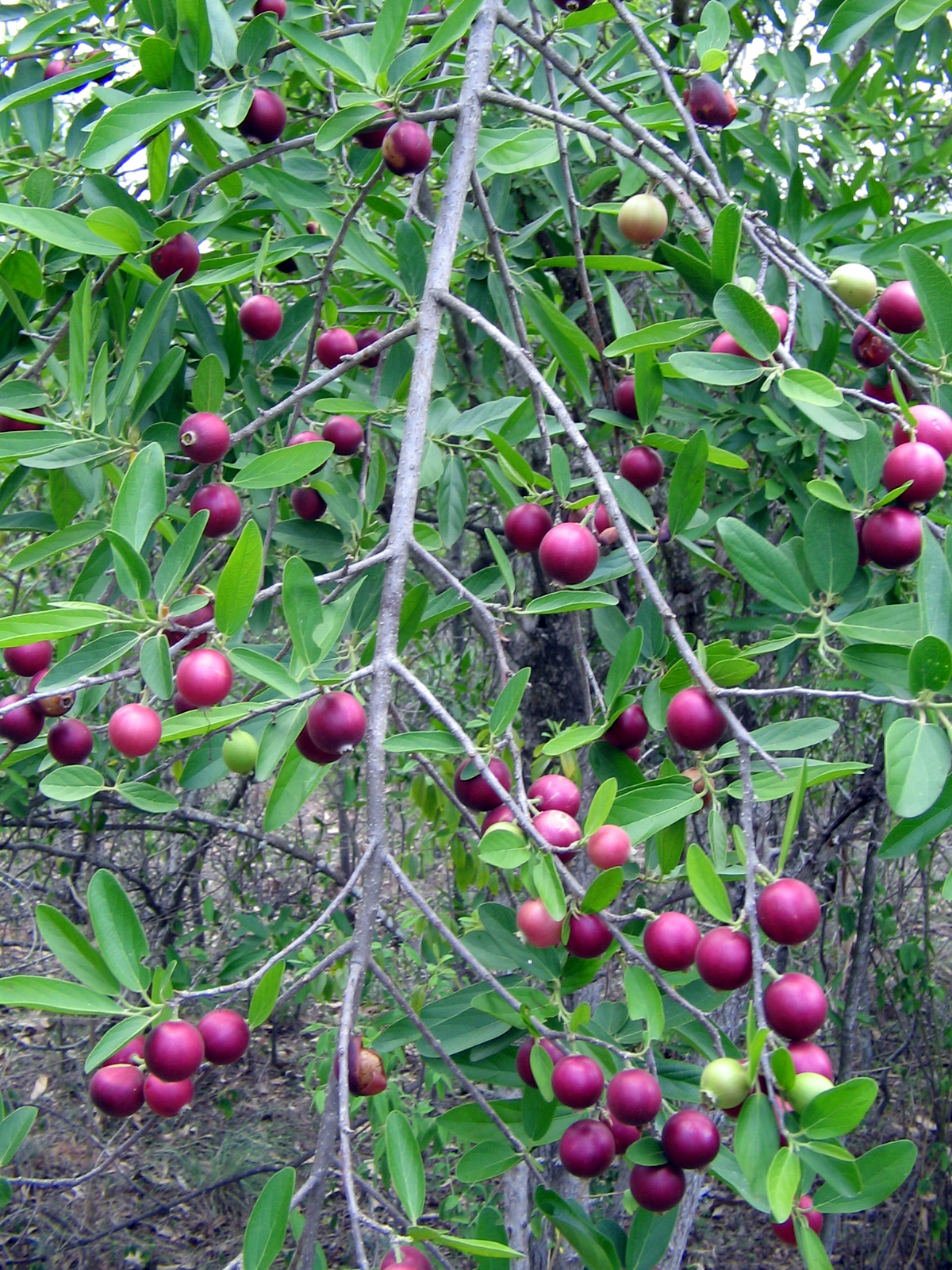 Alangiumsalvifolium