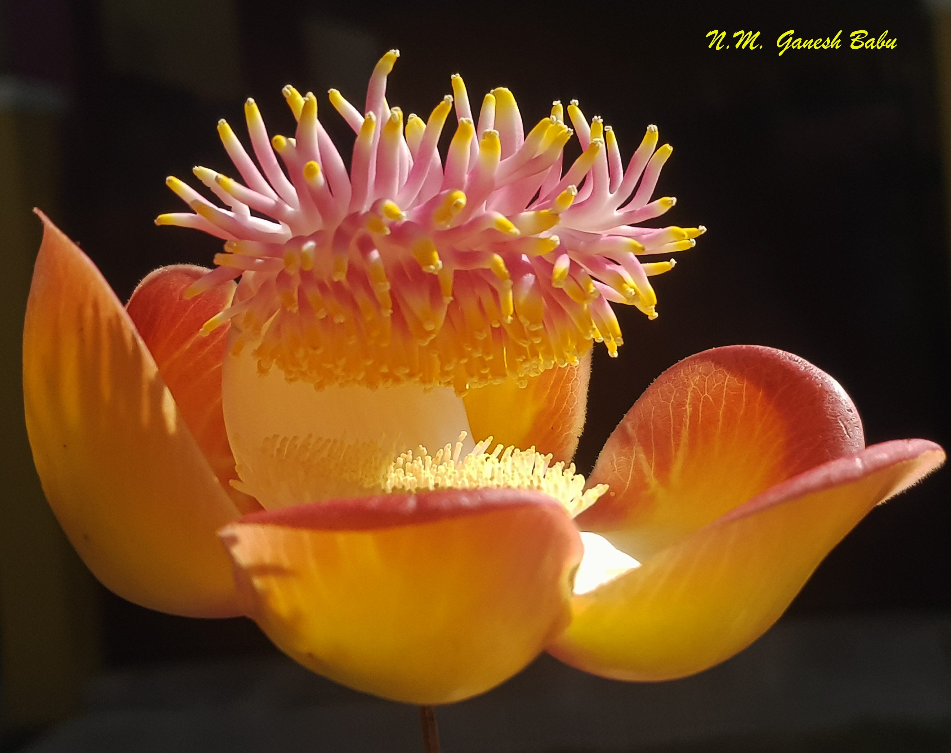 Couroupita guianensis  