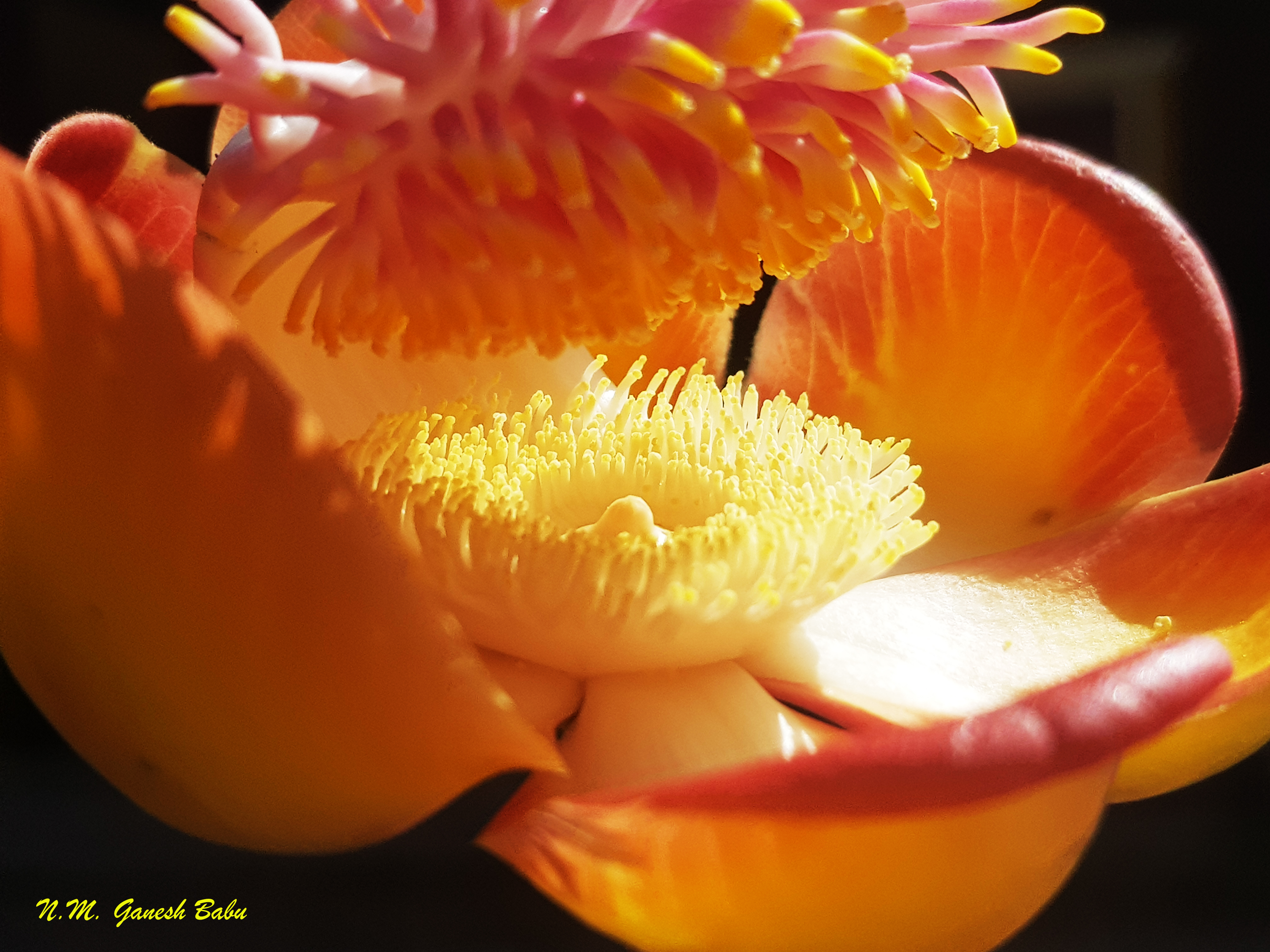 Couroupita guianensis  