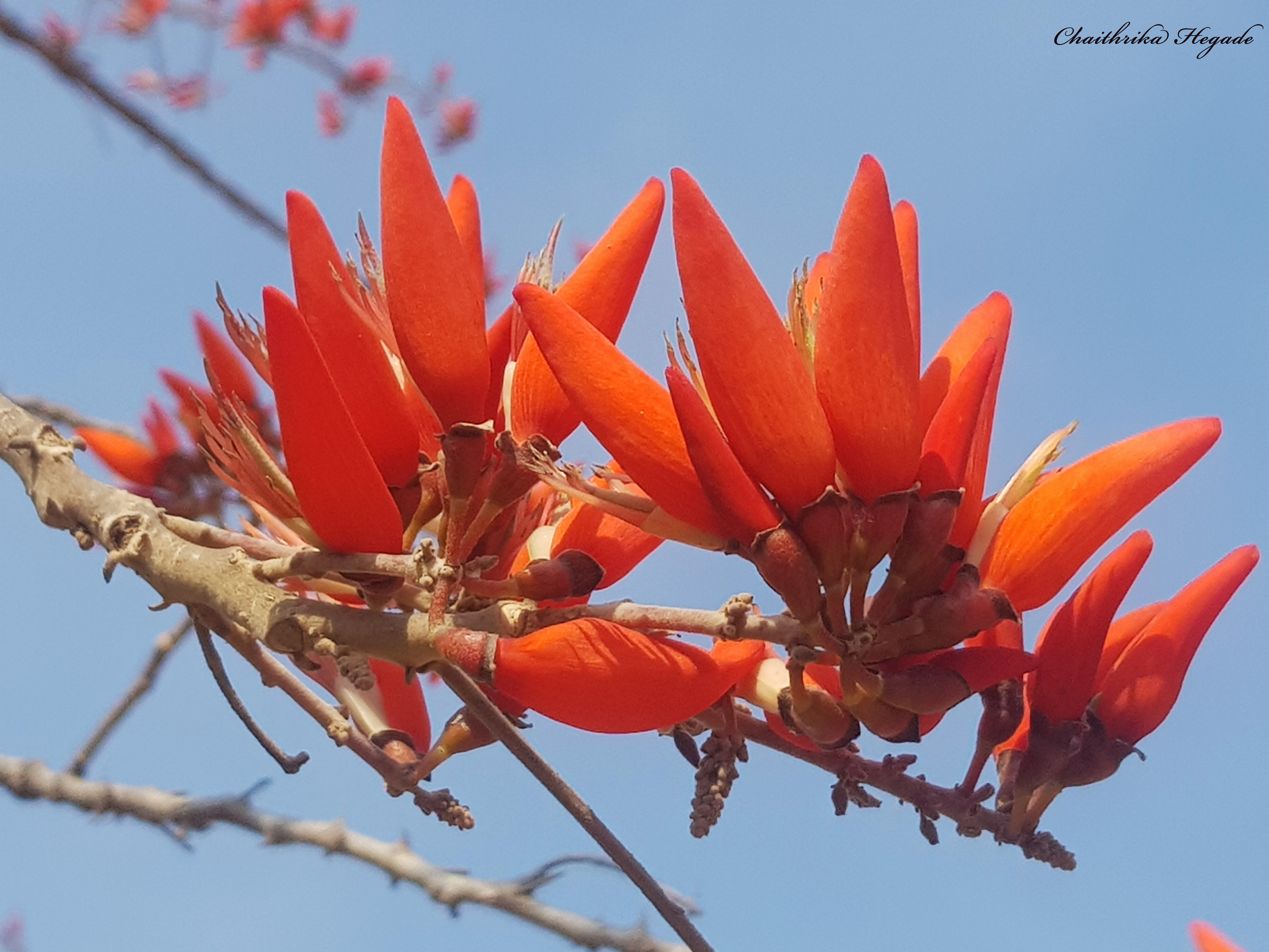 Erythrina stricta