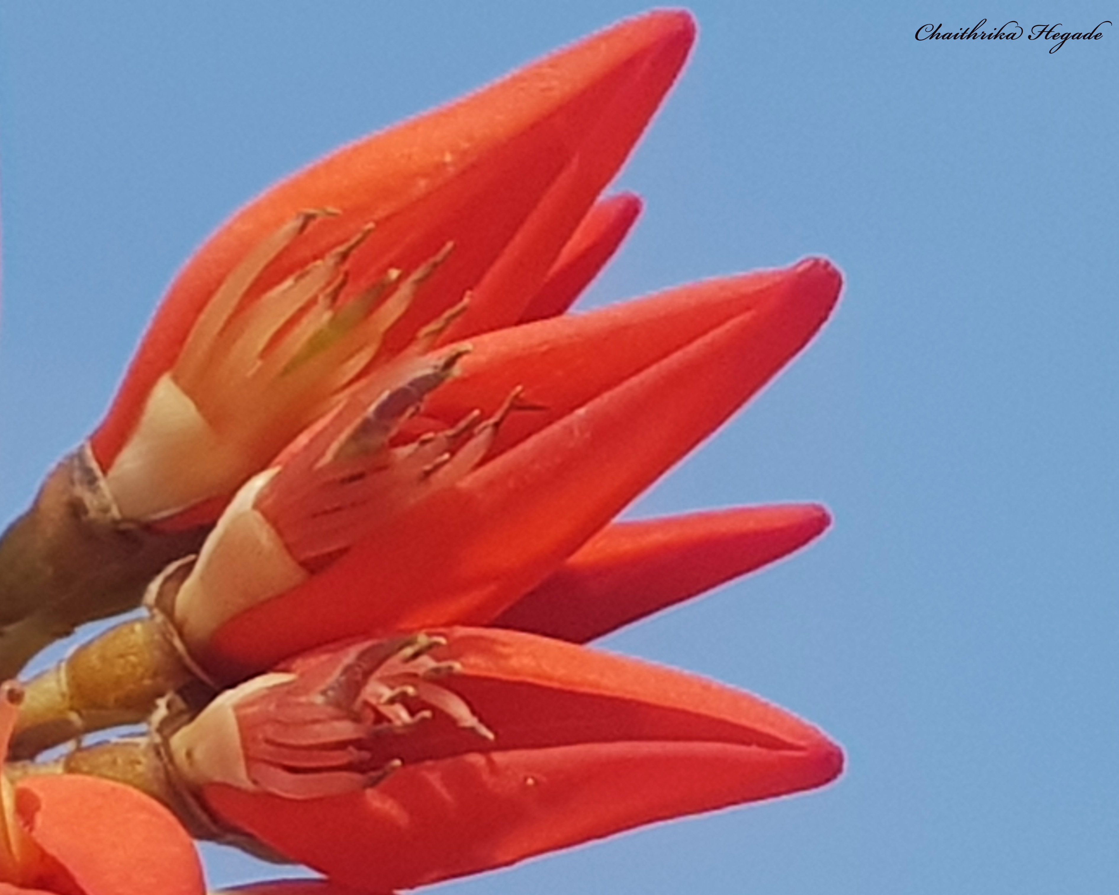 Erythrina stricta