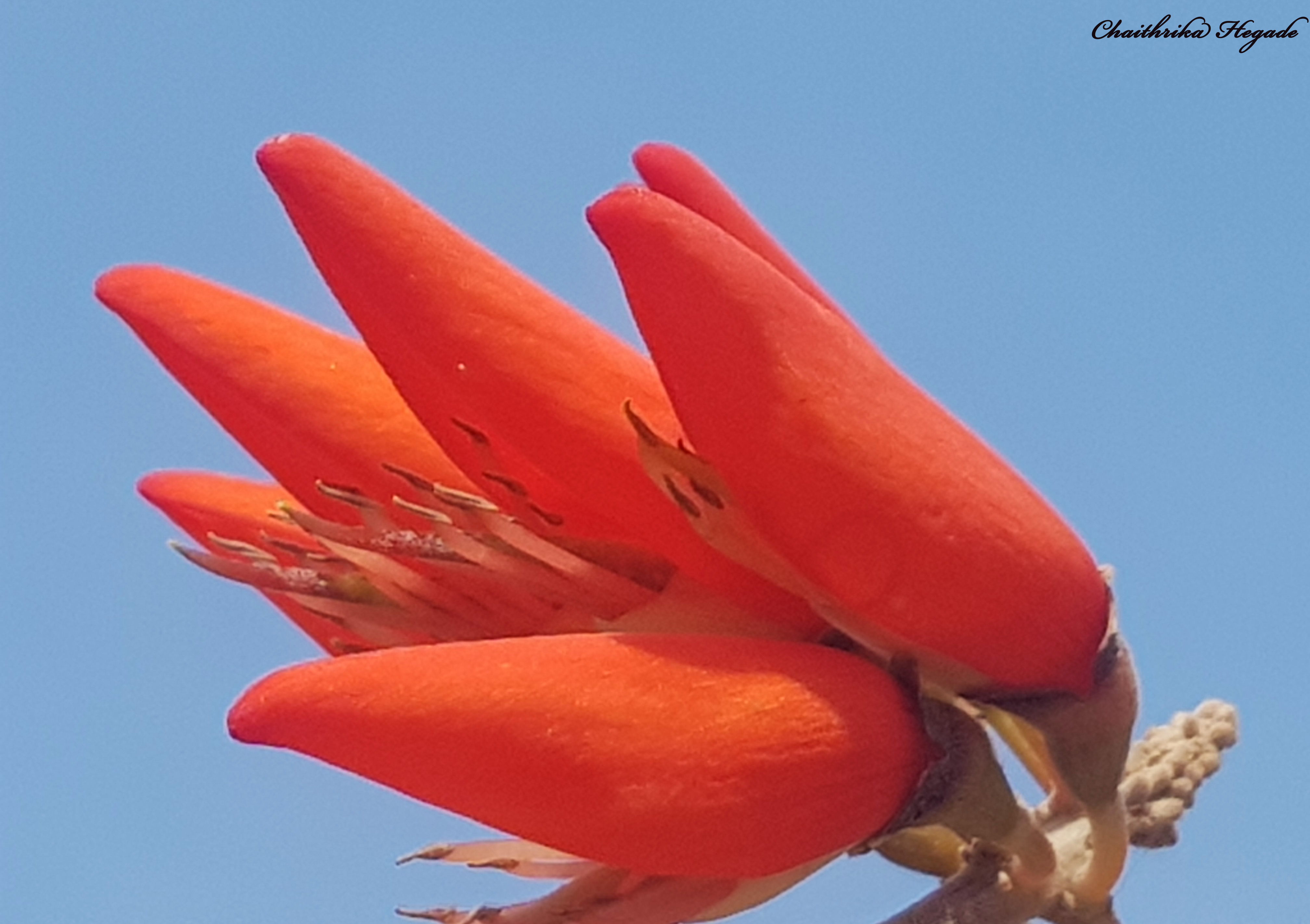 Erythrina stricta