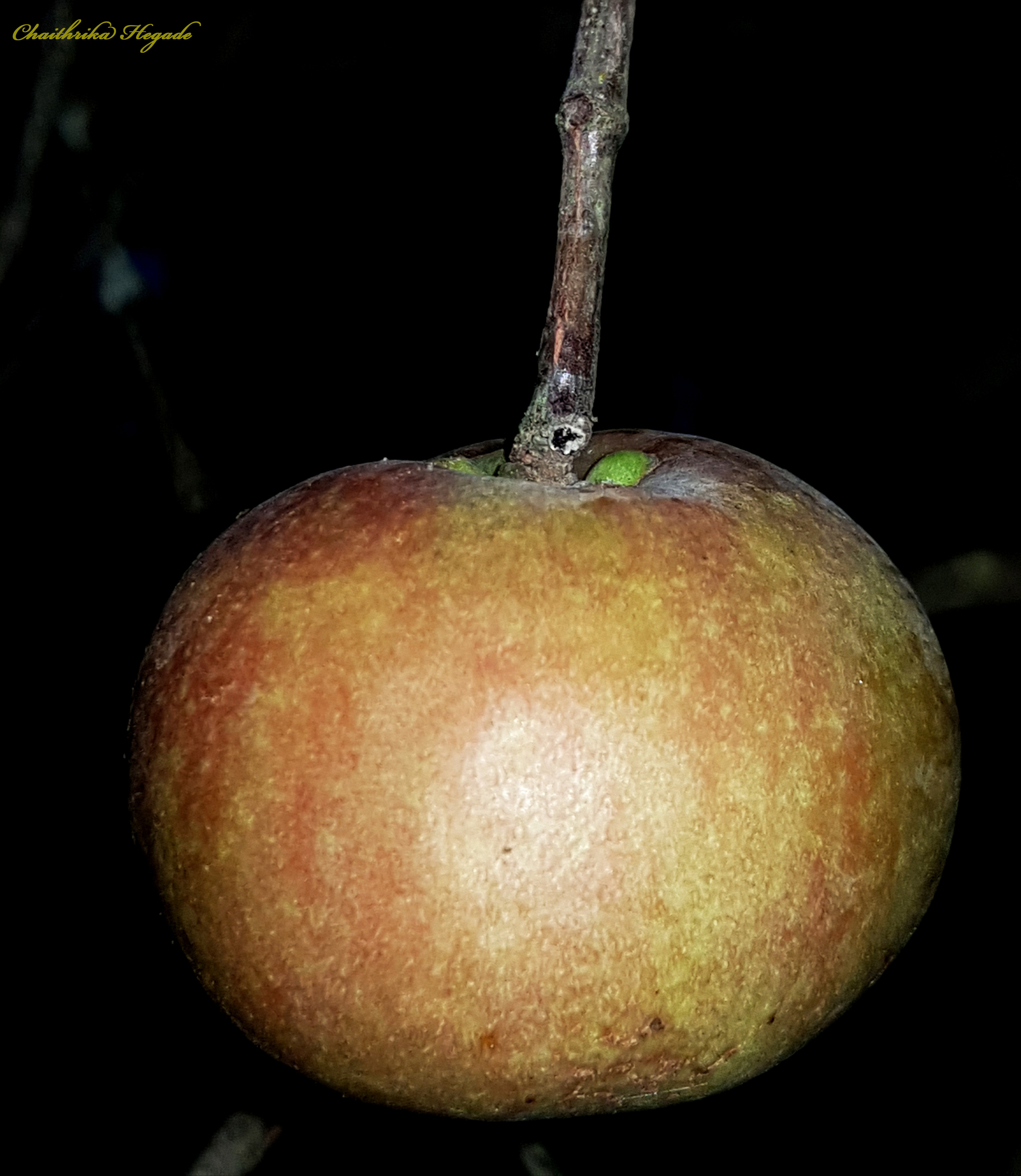 Garcinia indica