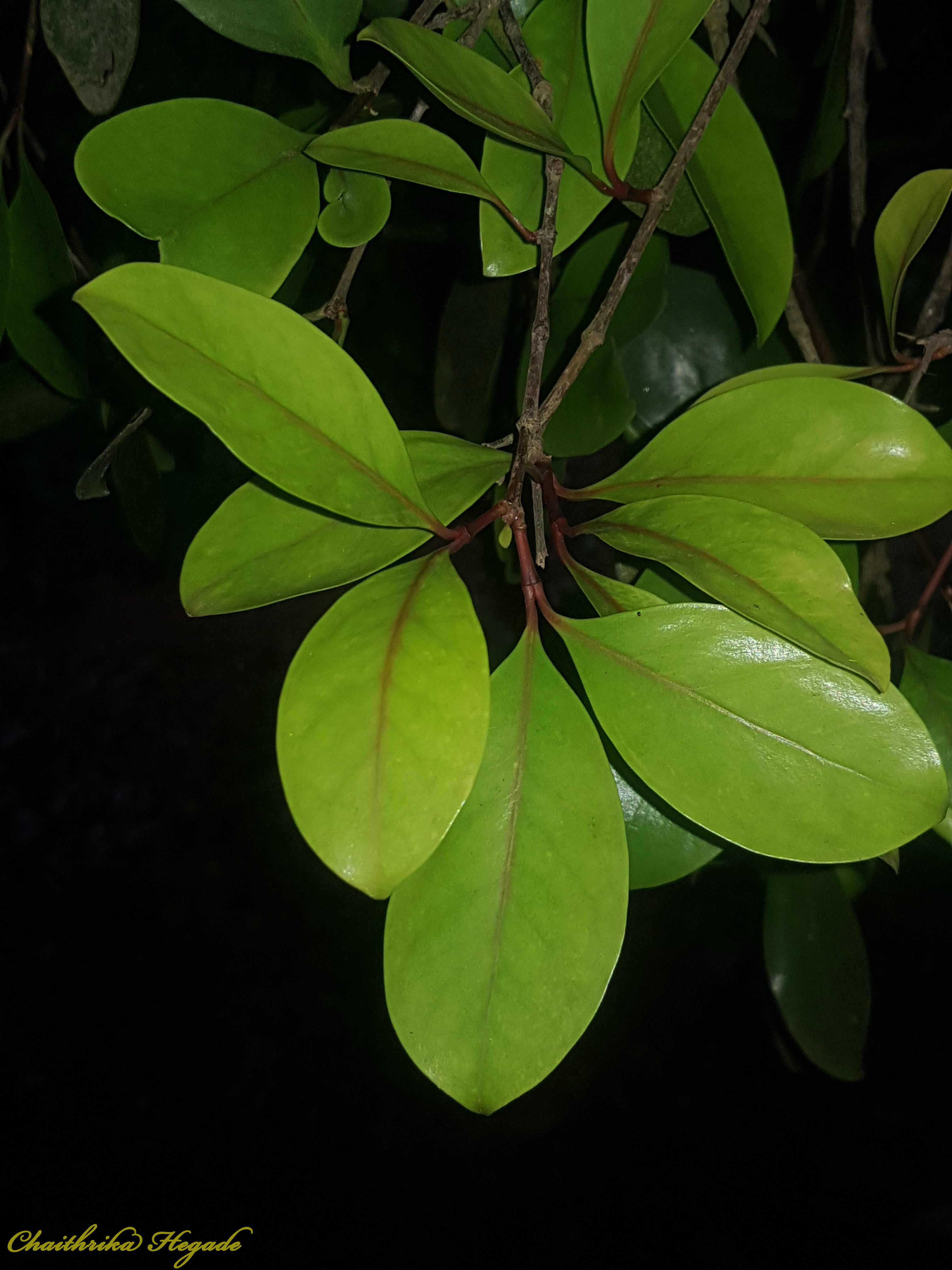 Garcinia indica