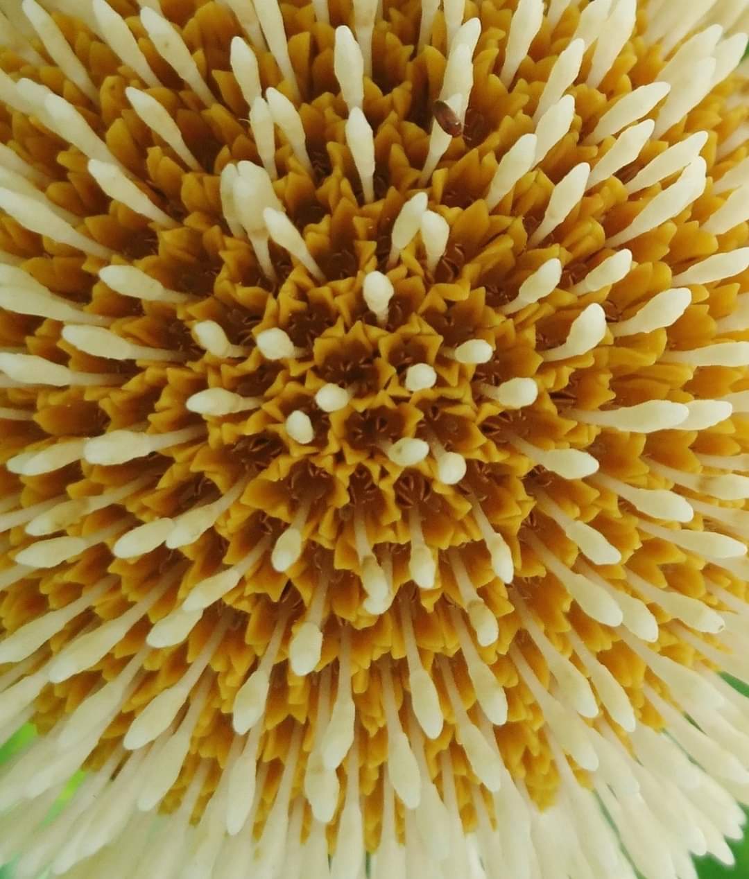 Anthocephalus cadamba