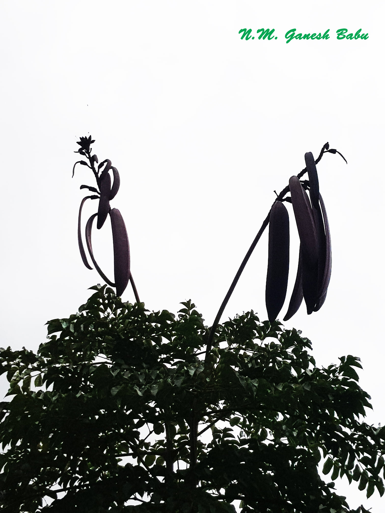 Oroxylum indicum