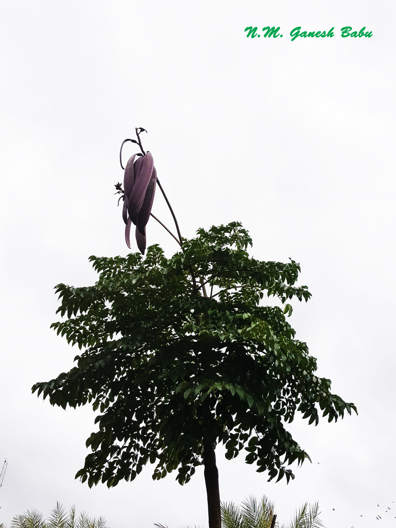 Oroxylum indicum
