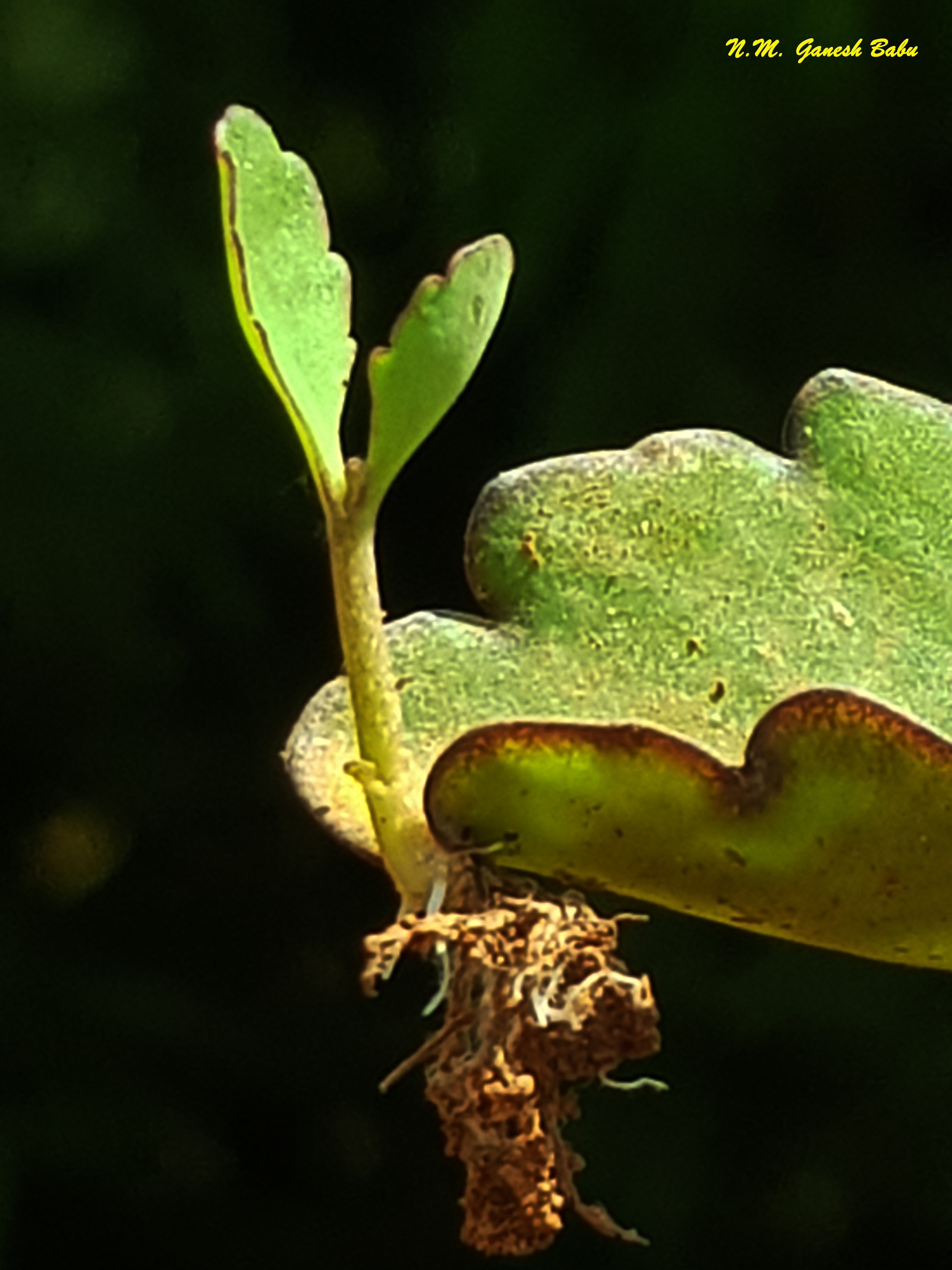 Kalanchoe pinnata