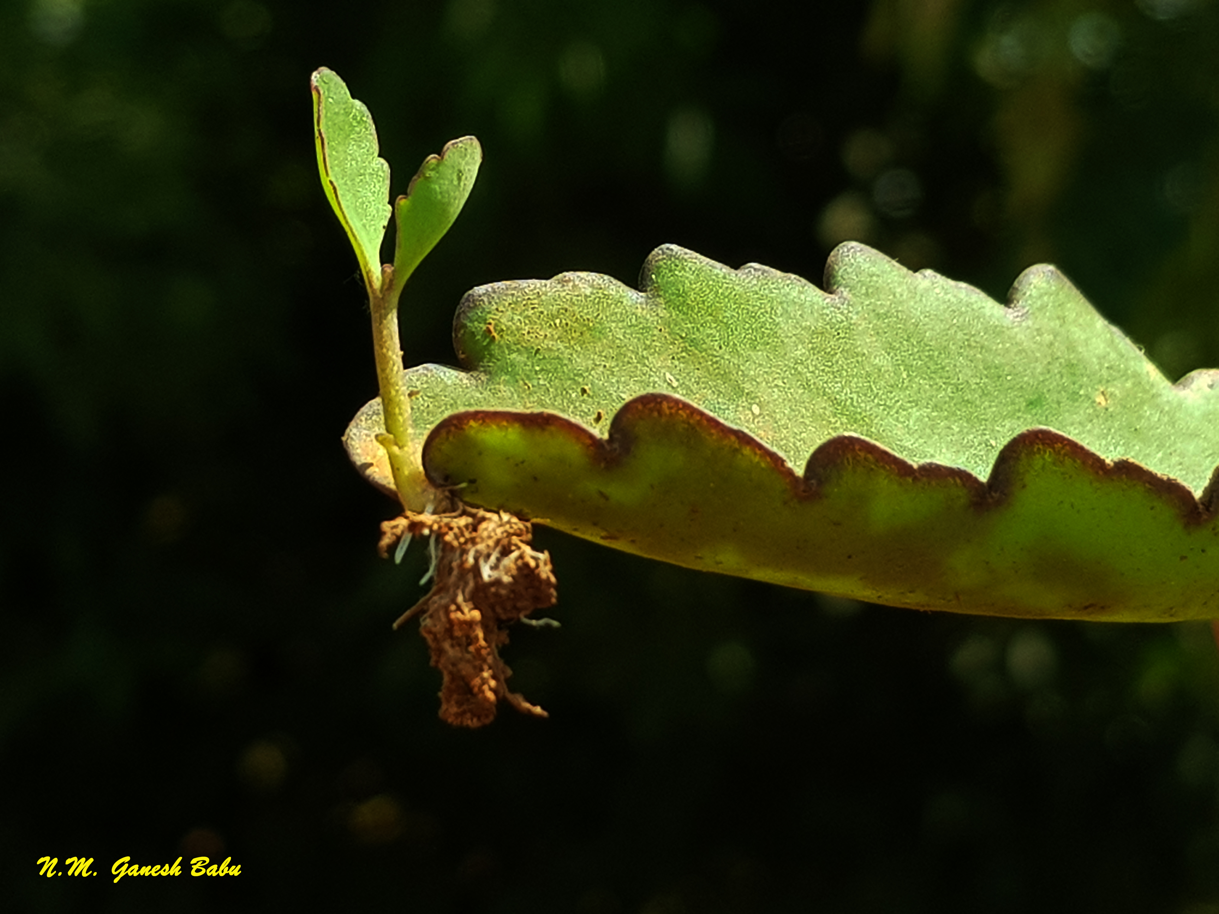 Kalanchoe pinnata