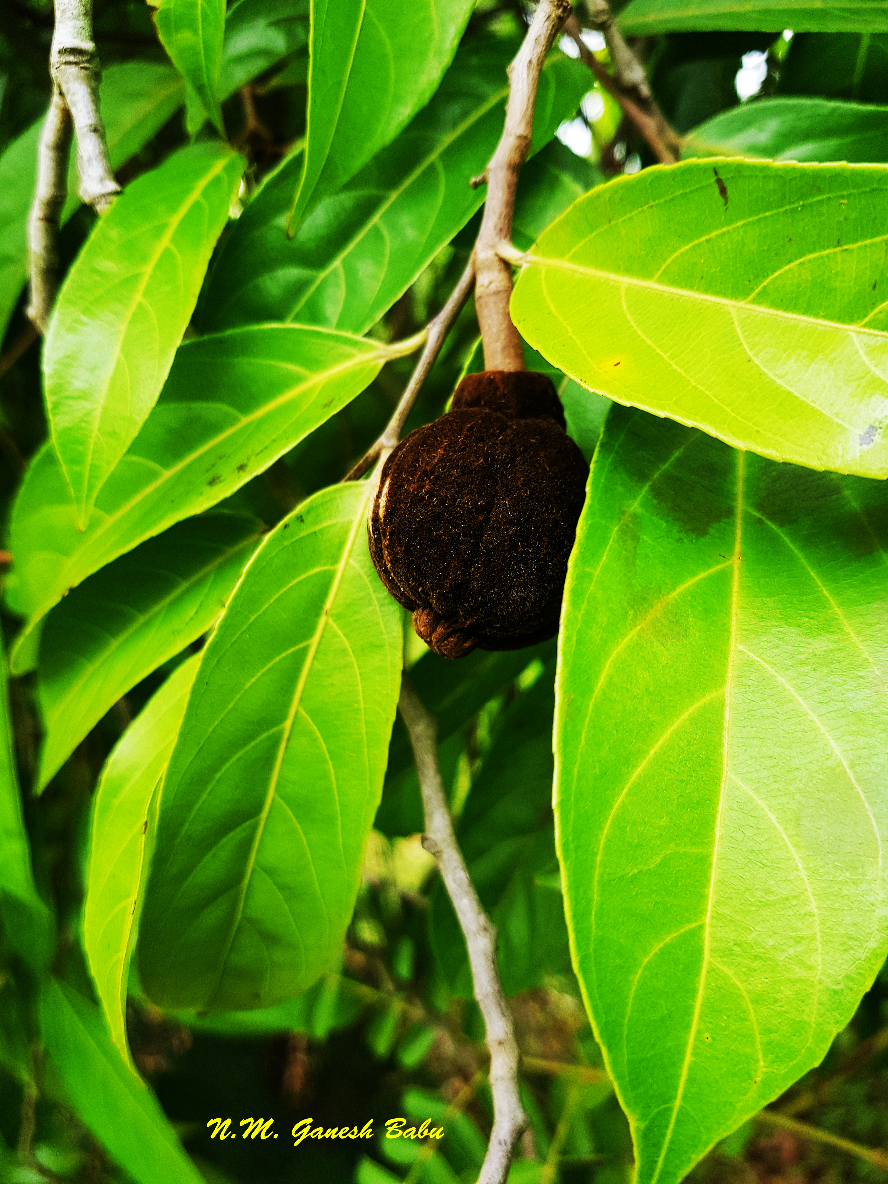 Hydnocarpuspentandra