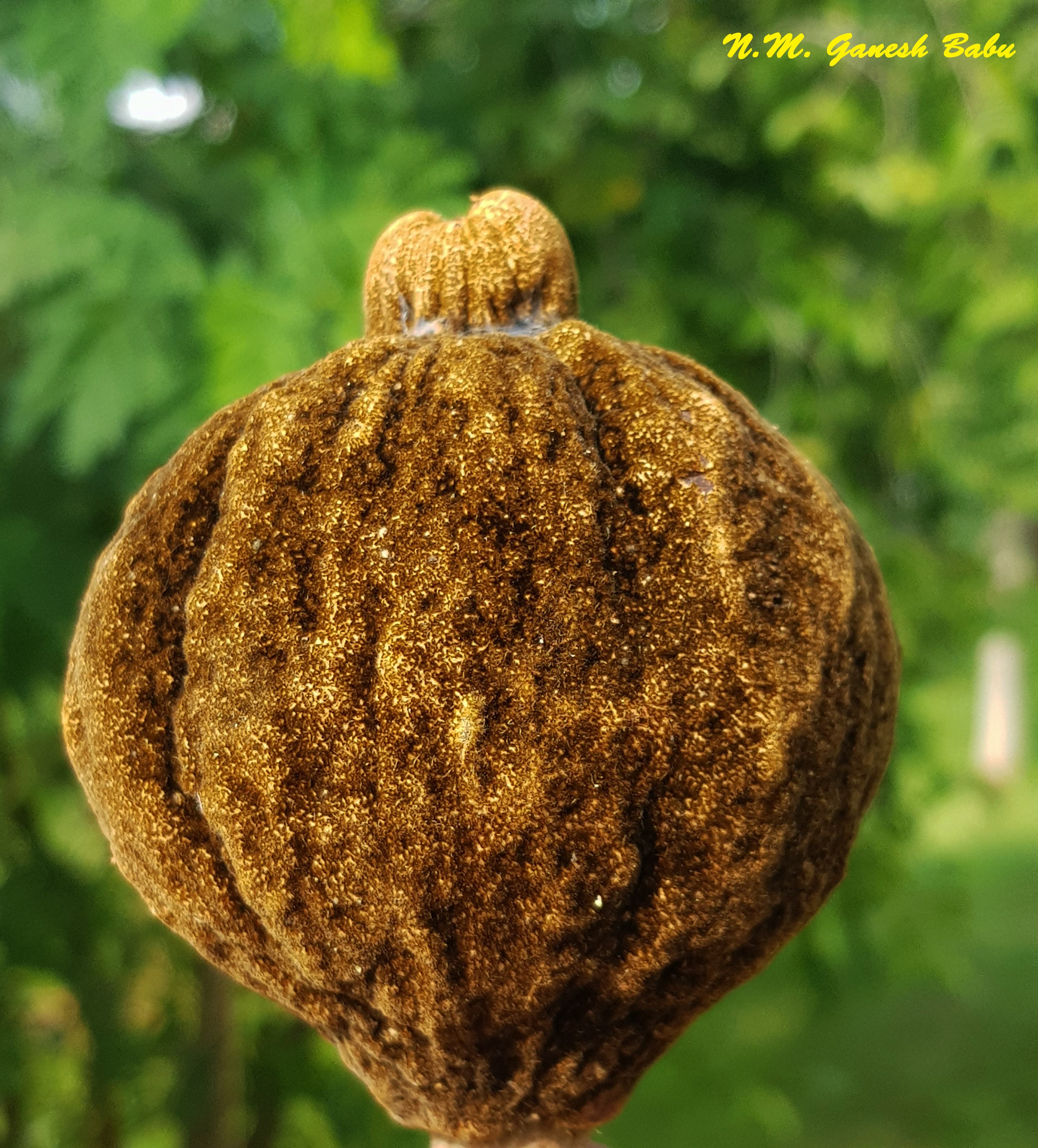 Hydnocarpuspentandra