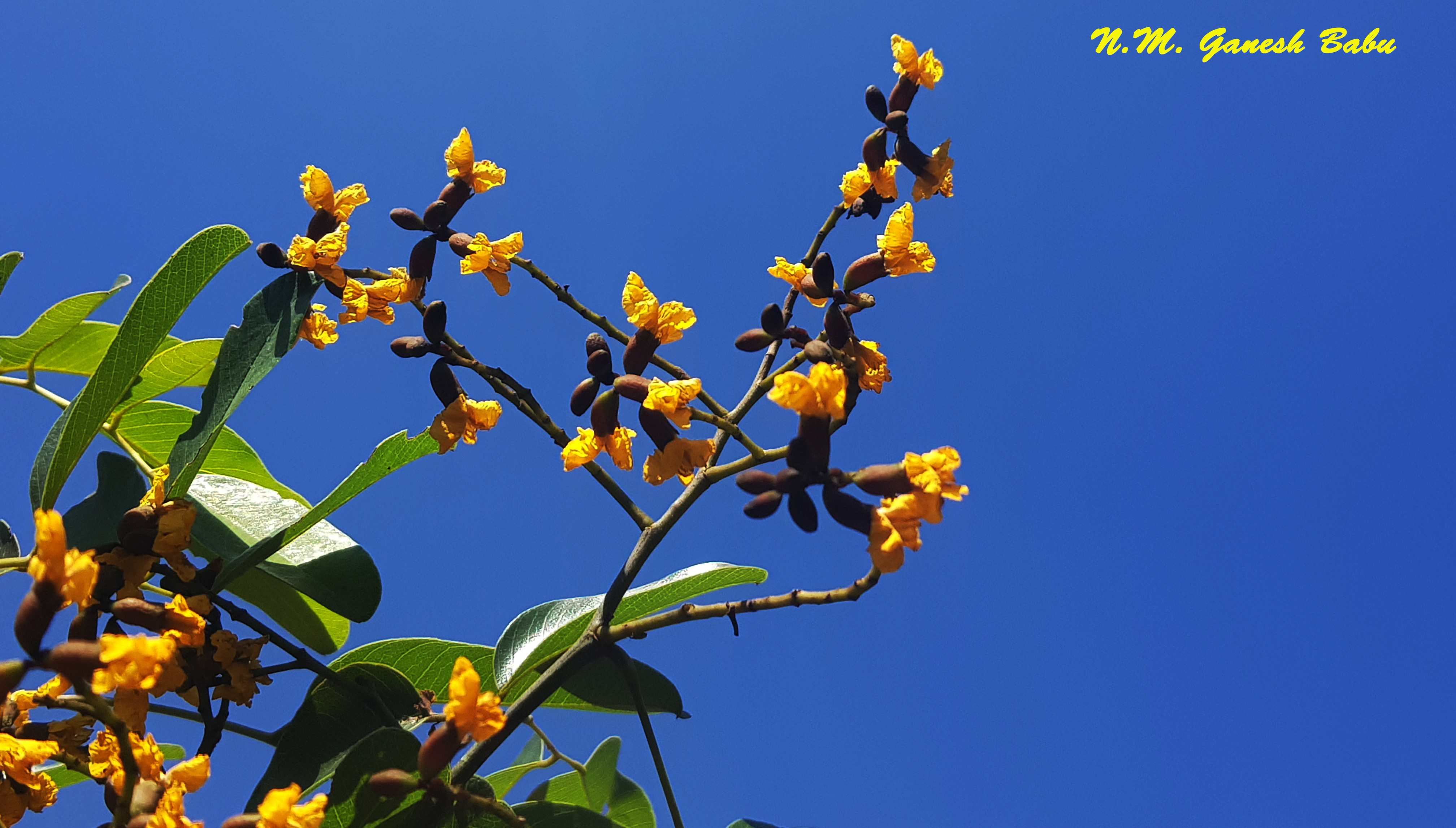 Pterocarpus marsupium