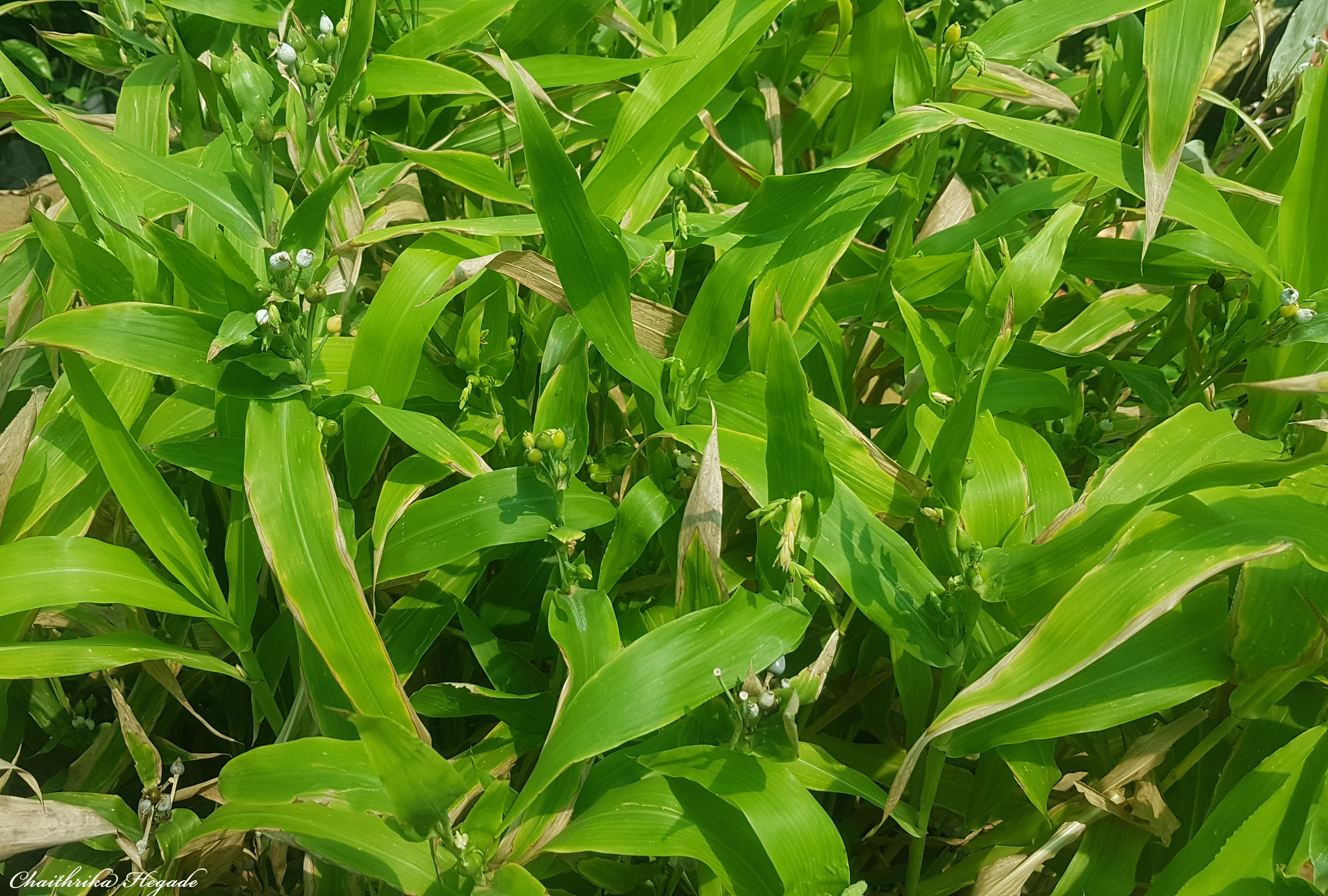 Coix lacryma-jobi
