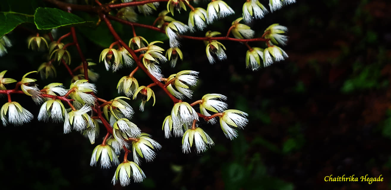 Elaeocarpus serratus