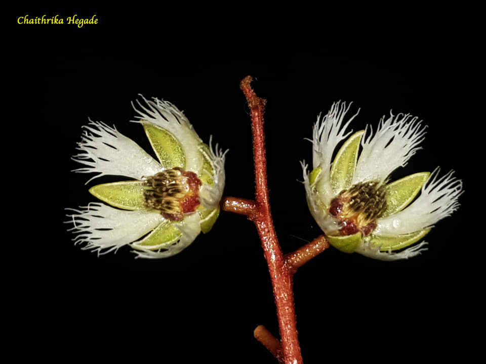 Elaeocarpus serratus