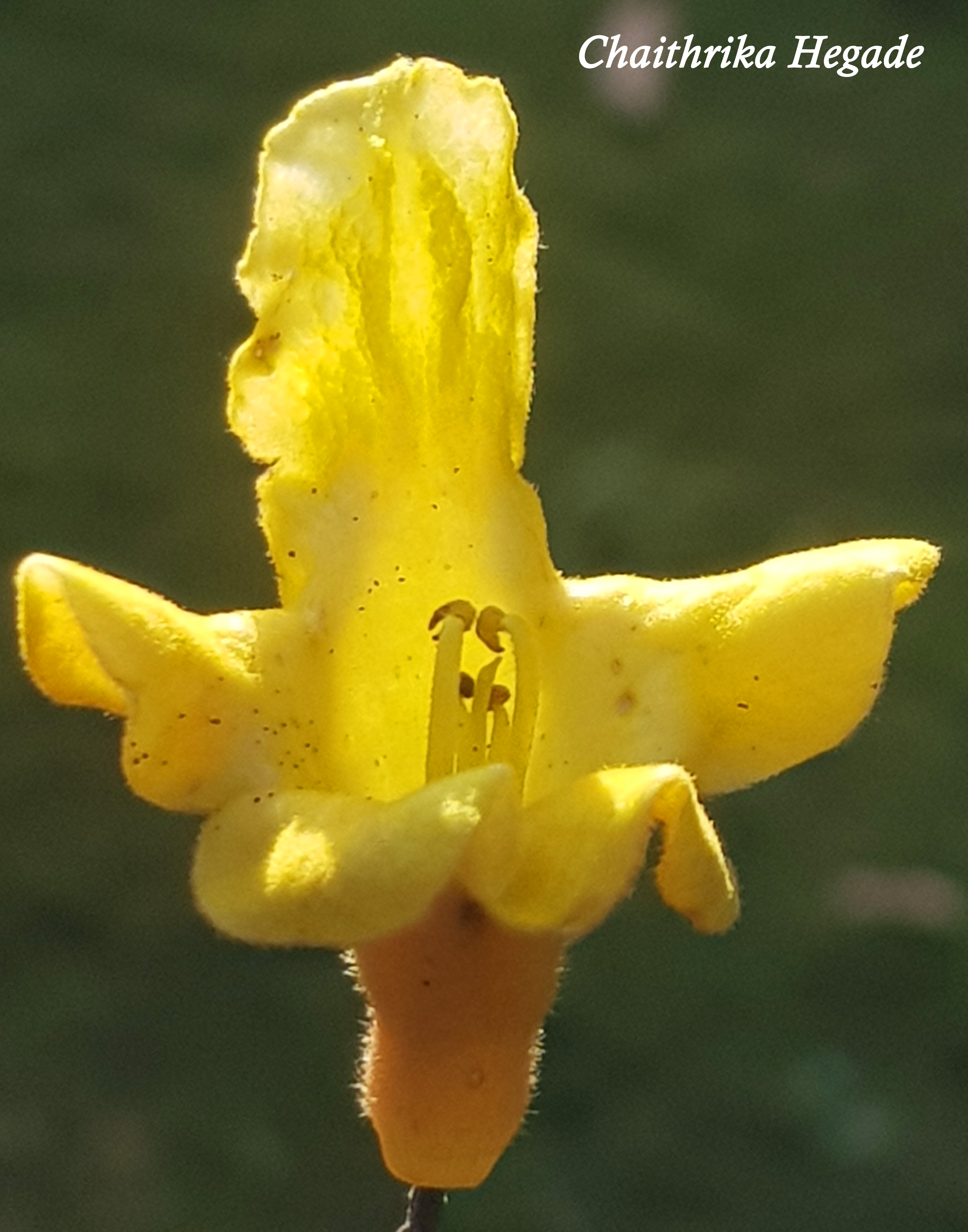 Gmelinaarborea