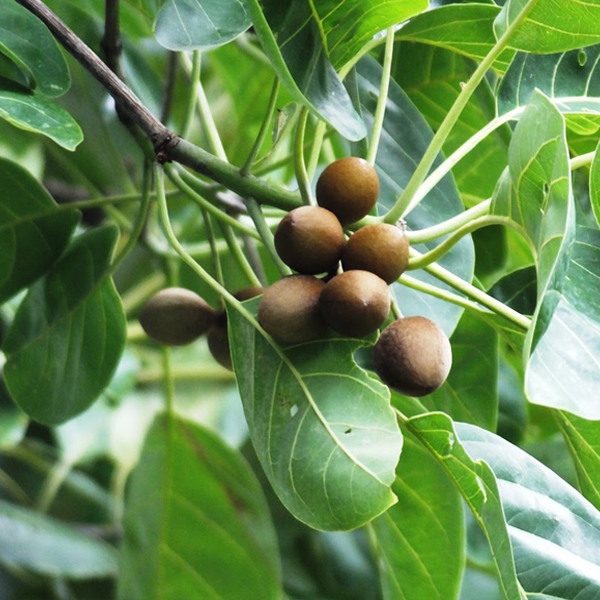 Terminalia bellirica
