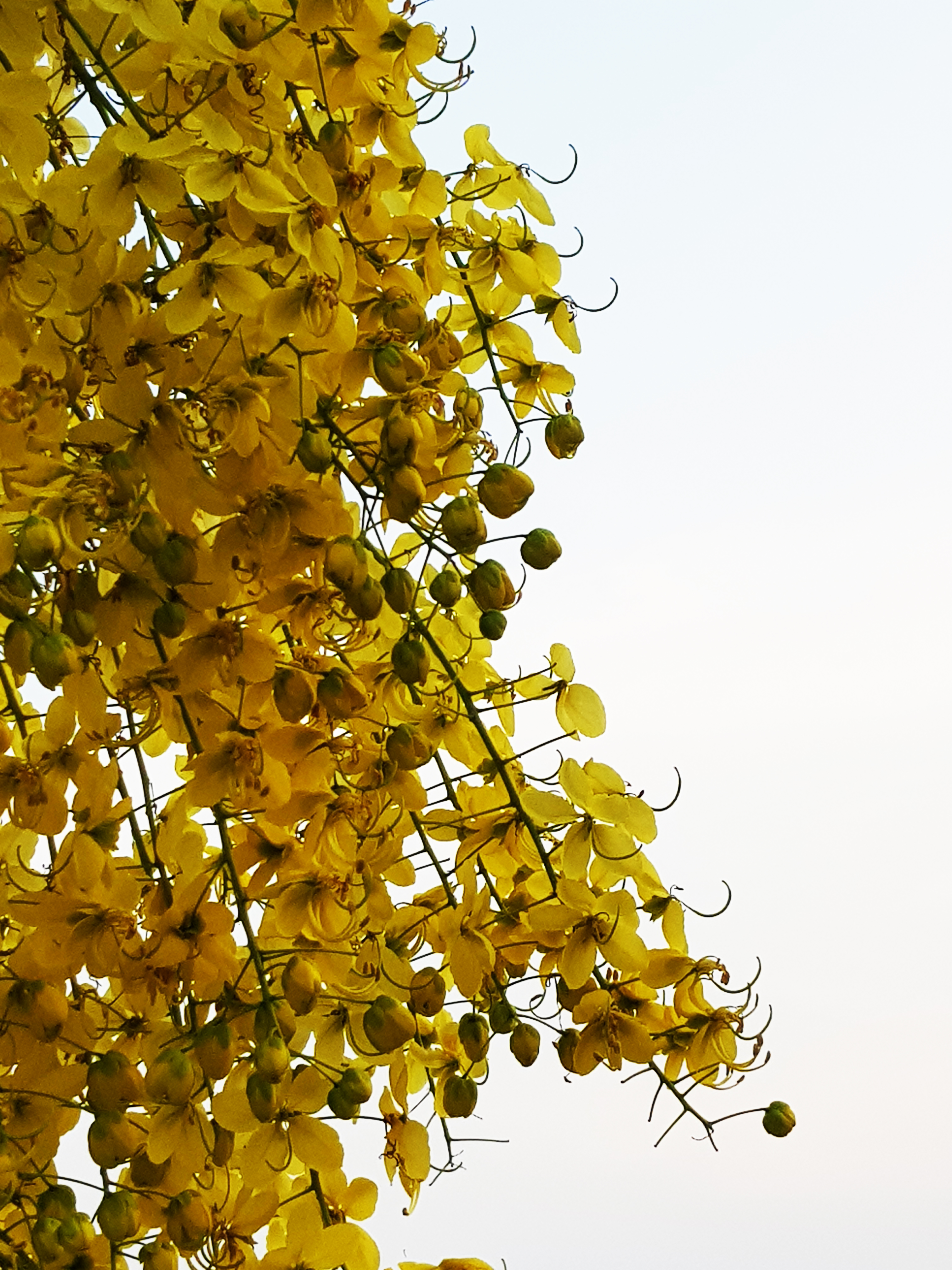 Cassia fistula