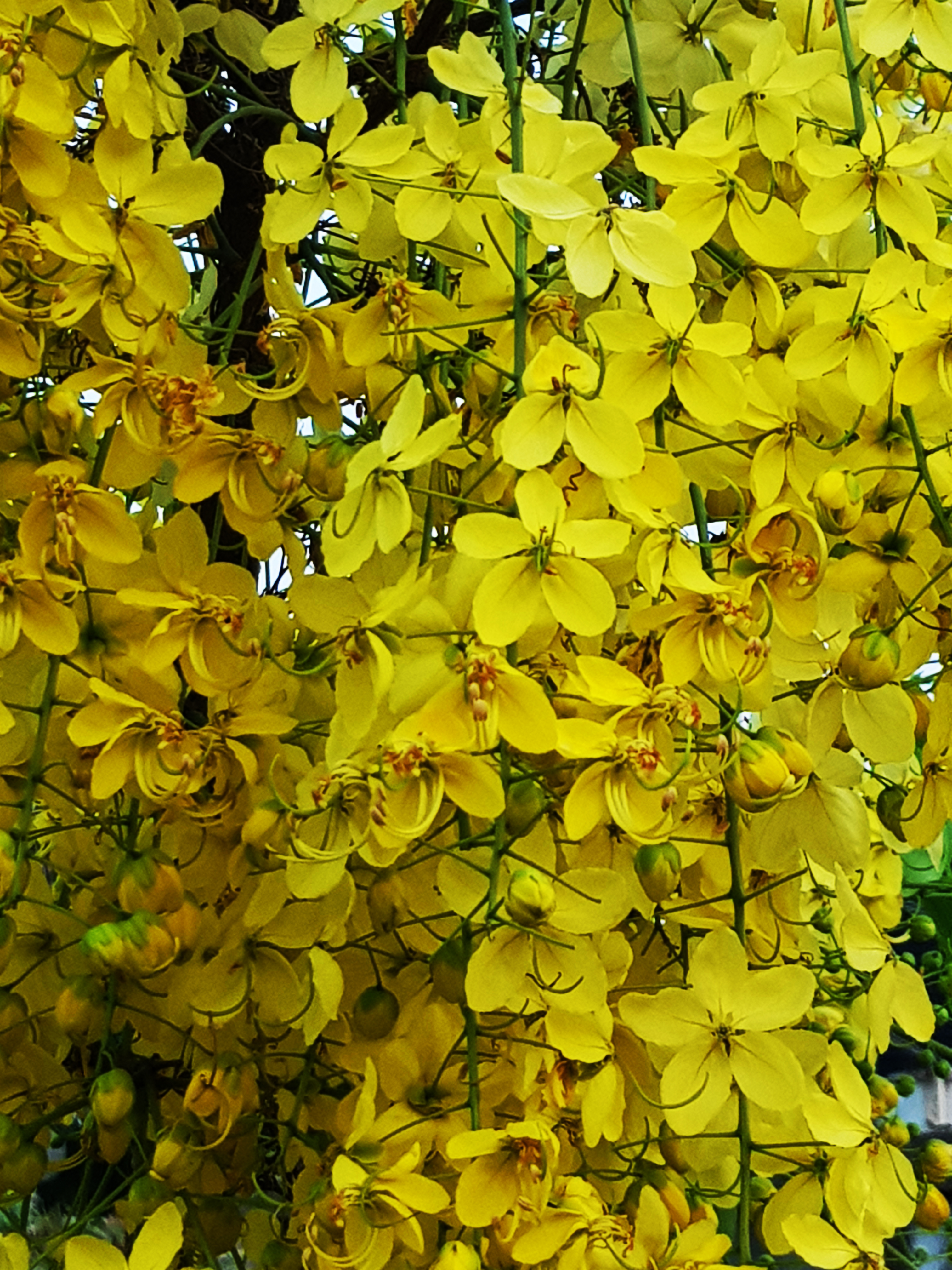Cassia fistula