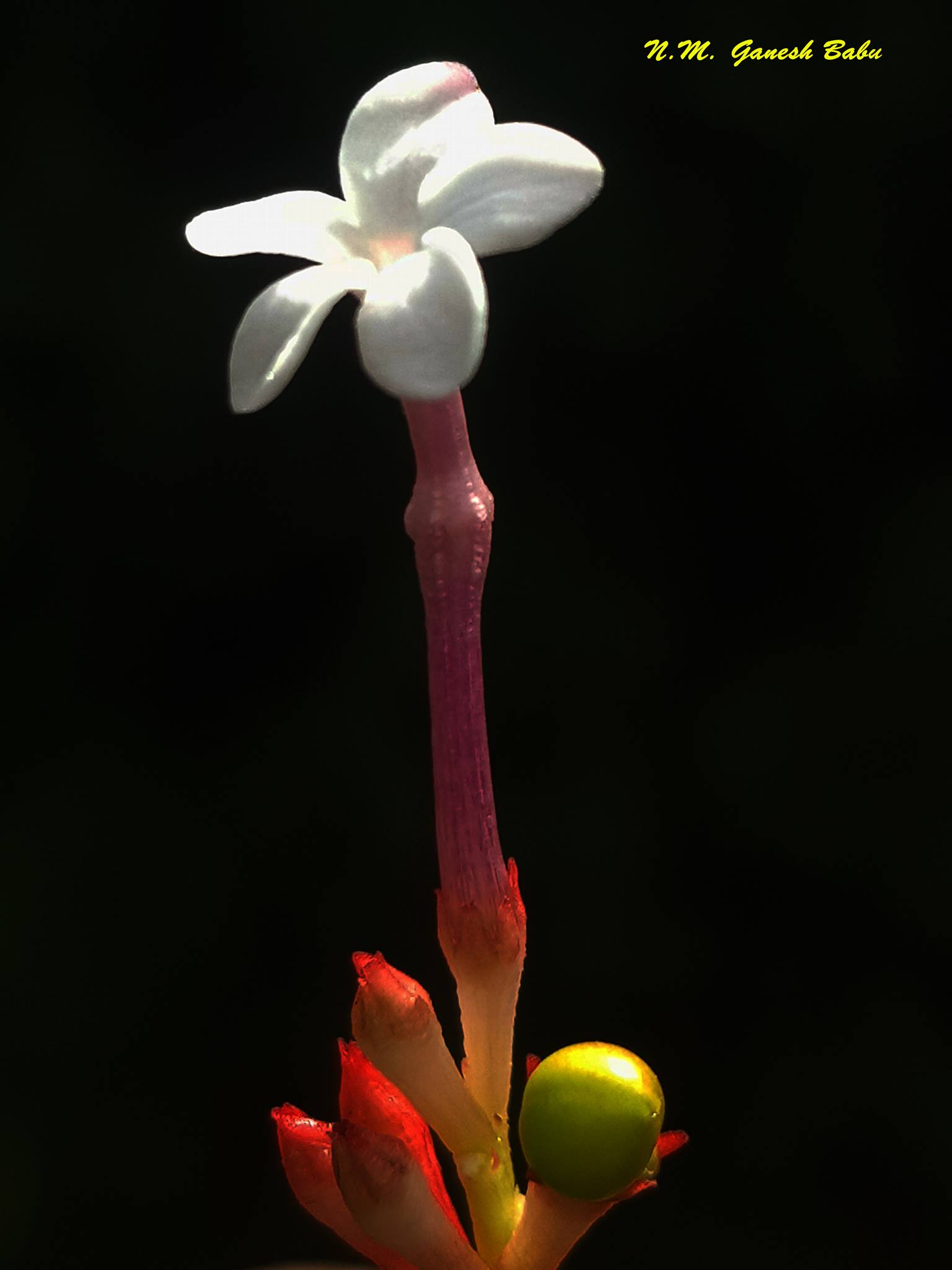 Rauvolfiaserpentina