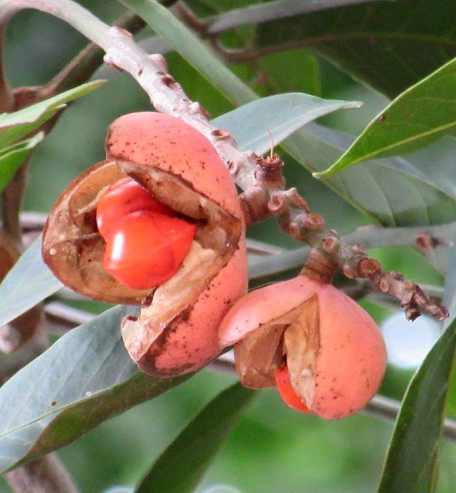 Aphanamixis polystachya