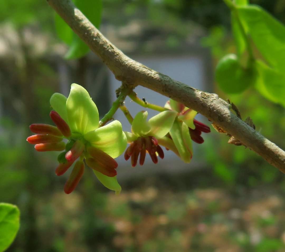Madhucalongifolia